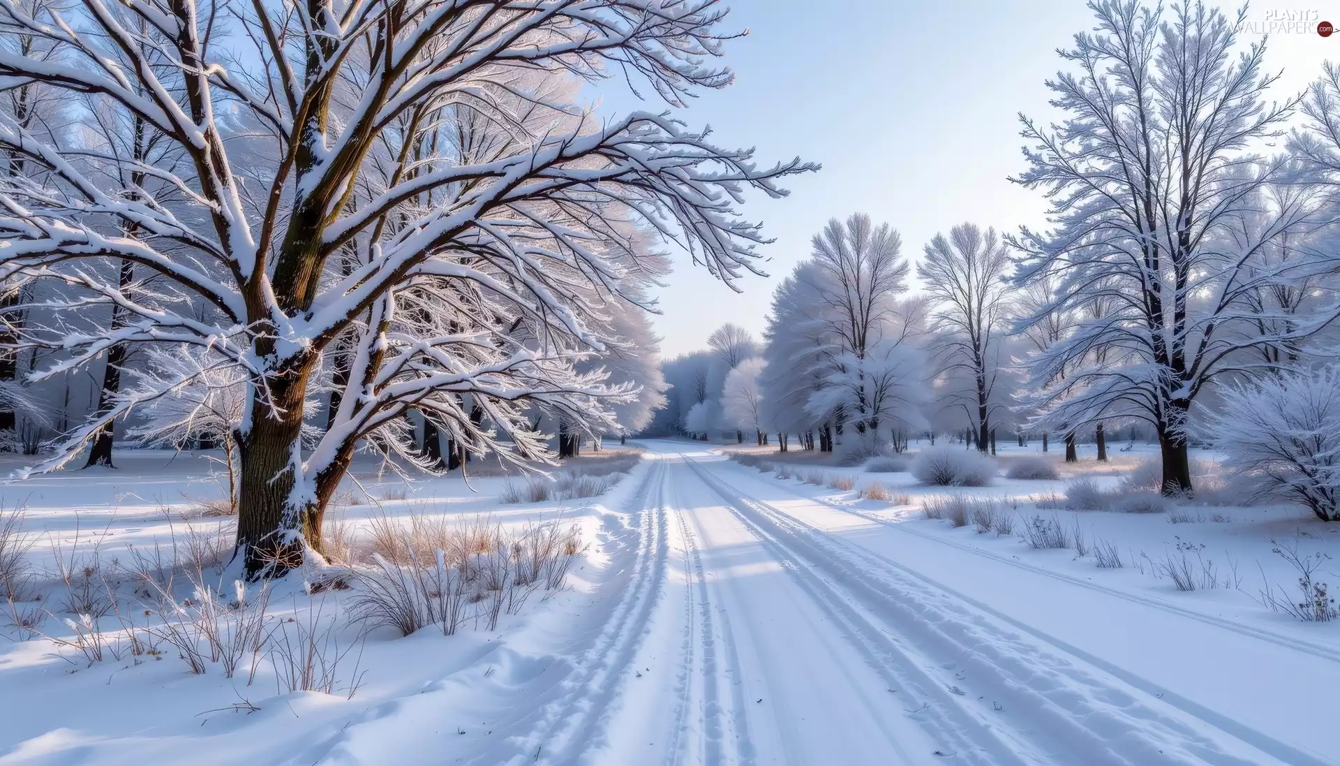 snow, Snowy, grass, trees, Bush, Way, winter, viewes