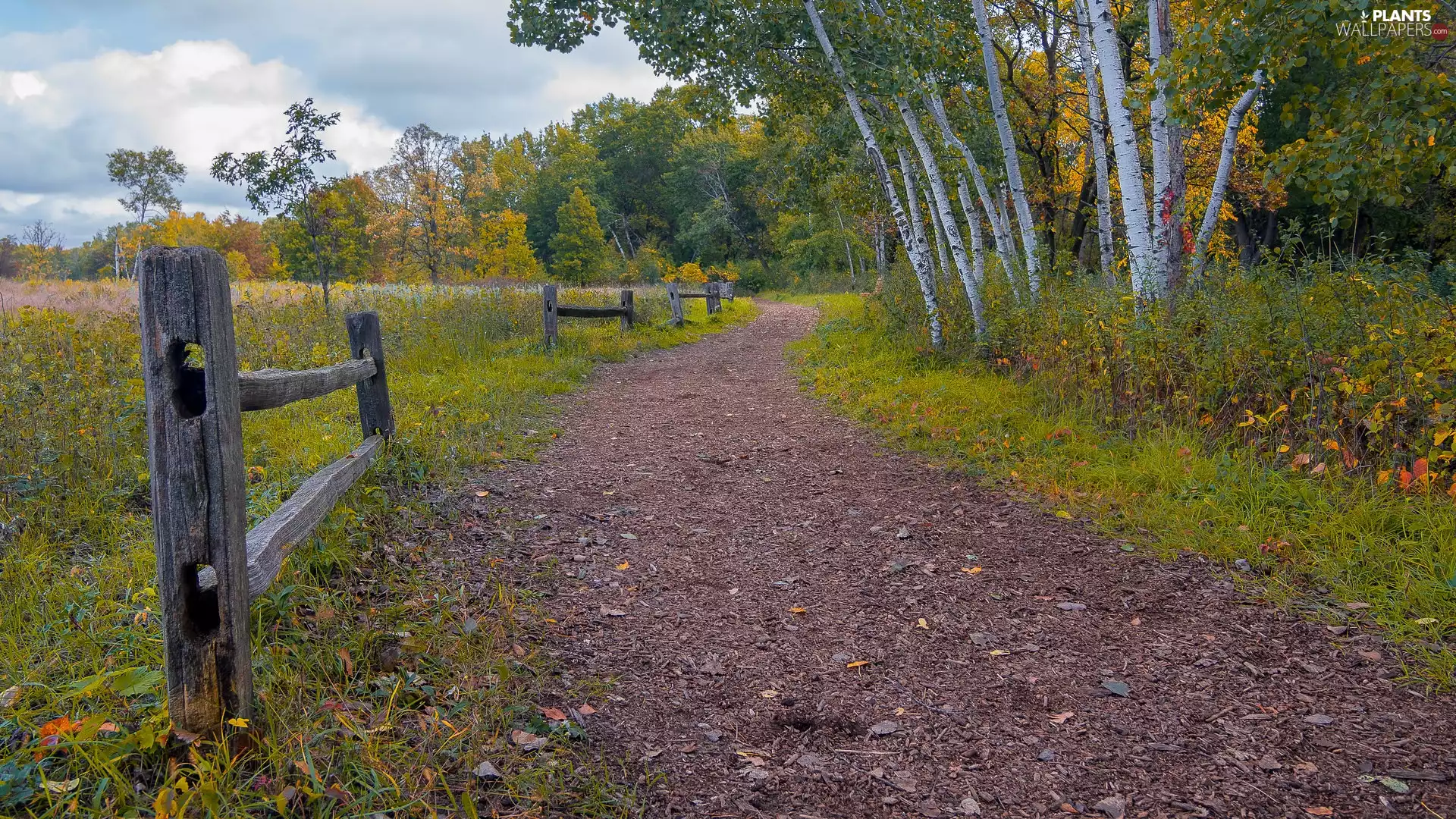 birch, trees, grass, viewes, autumn, Way, fence