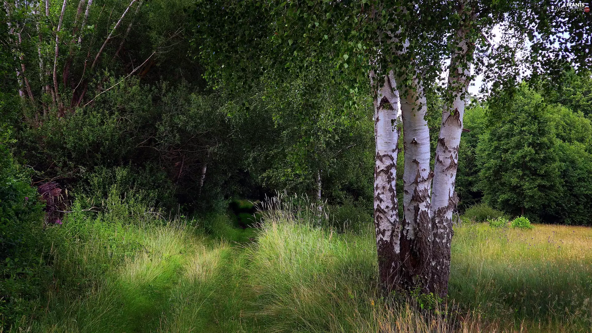 birch, trees, grass, viewes, forest, Path, green