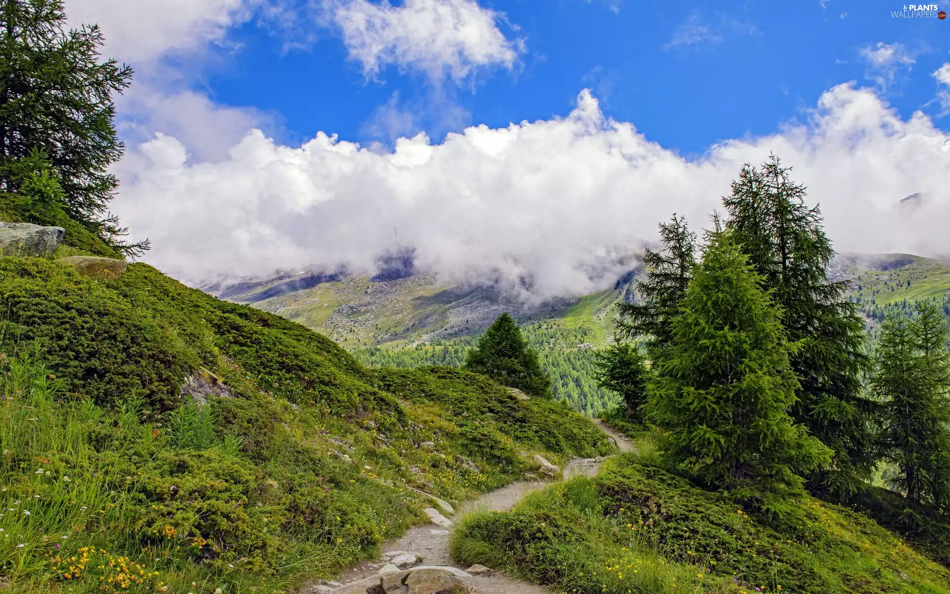 clouds, trees, grass, viewes, spruce, Mountains, Path
