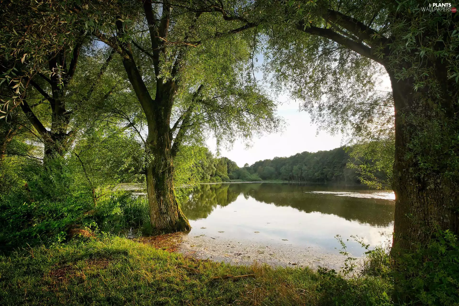 forest, trees, grass, viewes, lake, reflection, Sky