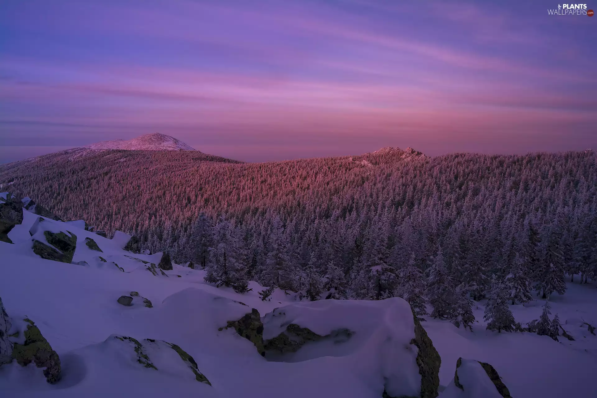 viewes, The Hills, snowy, trees, winter, Great Sunsets, Stones
