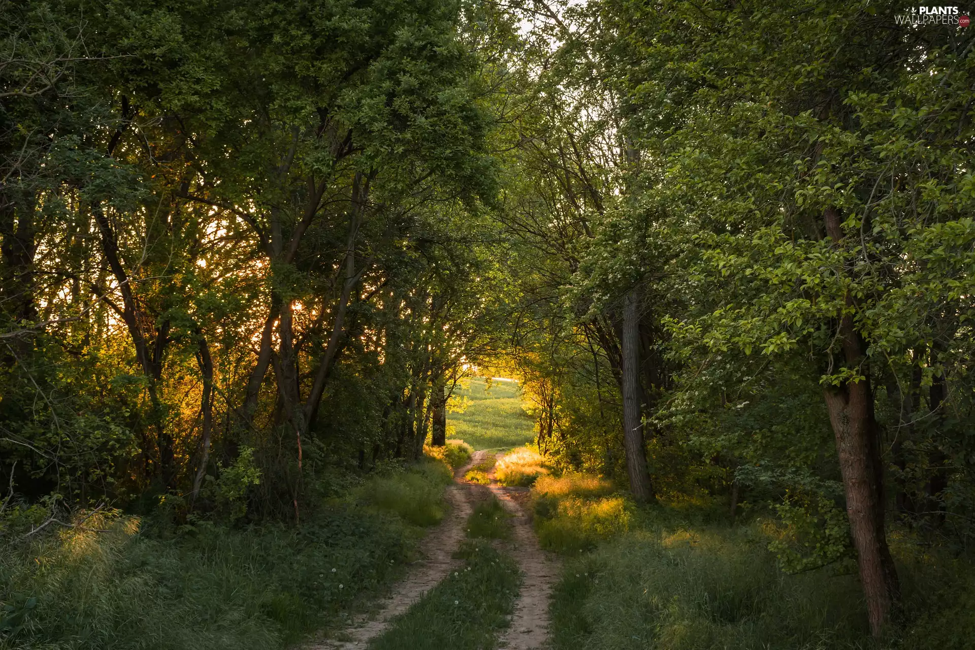 Path, trees, green, viewes, forest, Field, summer