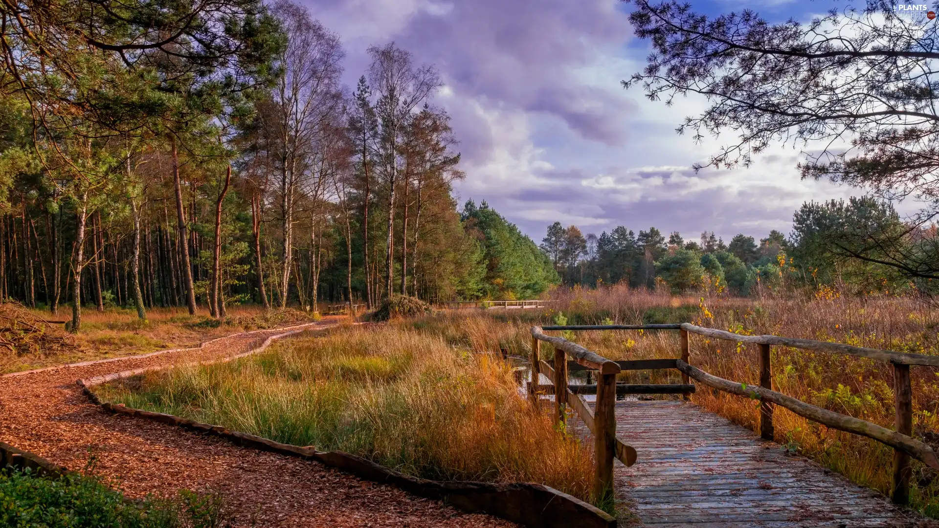 Lower Saxony, Germany, Lake Großer Bullensee, autumn, viewes, Platforms Tree, forest, trees, Way