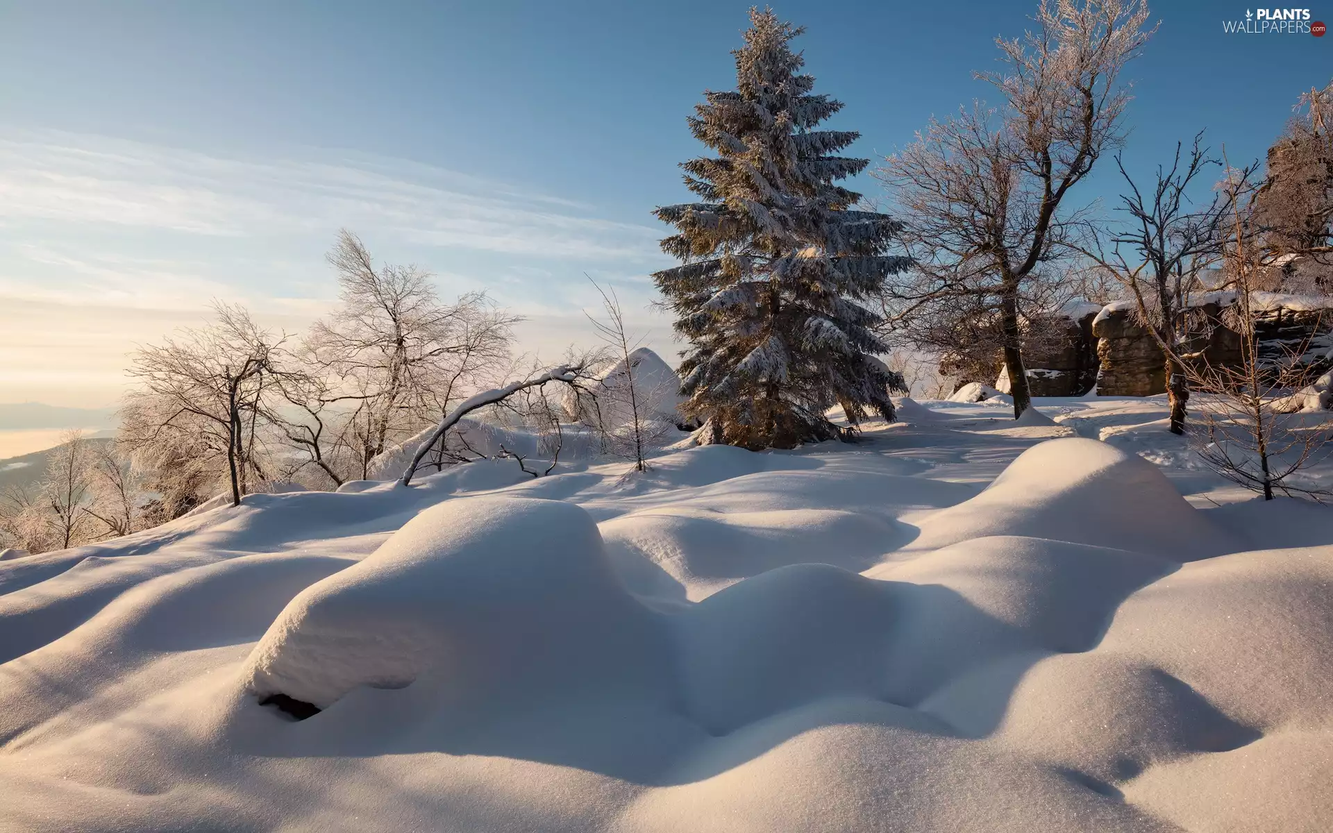 trees, viewes, Hill, drifts, winter