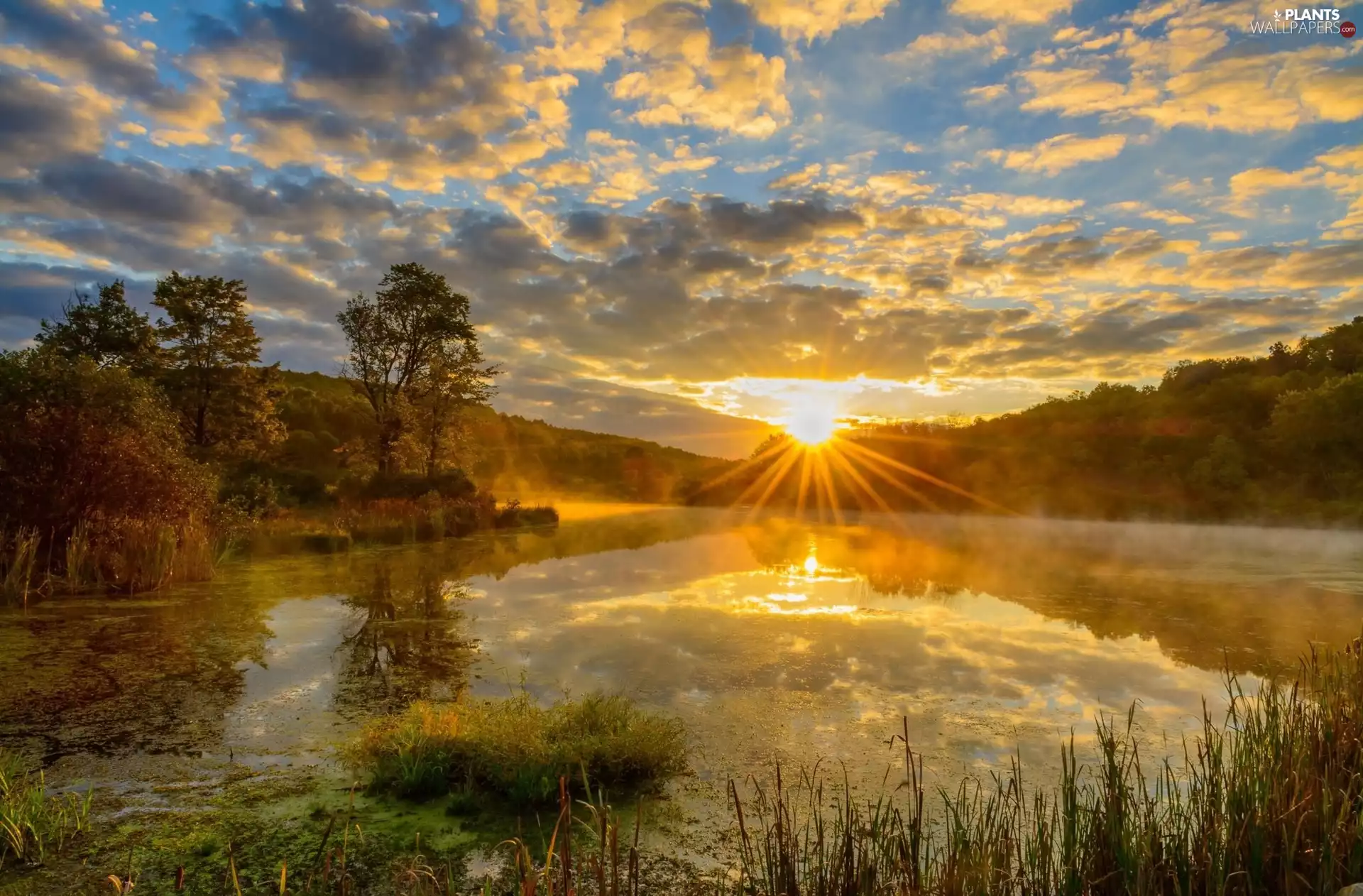 lake, The Hills, trees, Fog, Sunrise, rushes, viewes