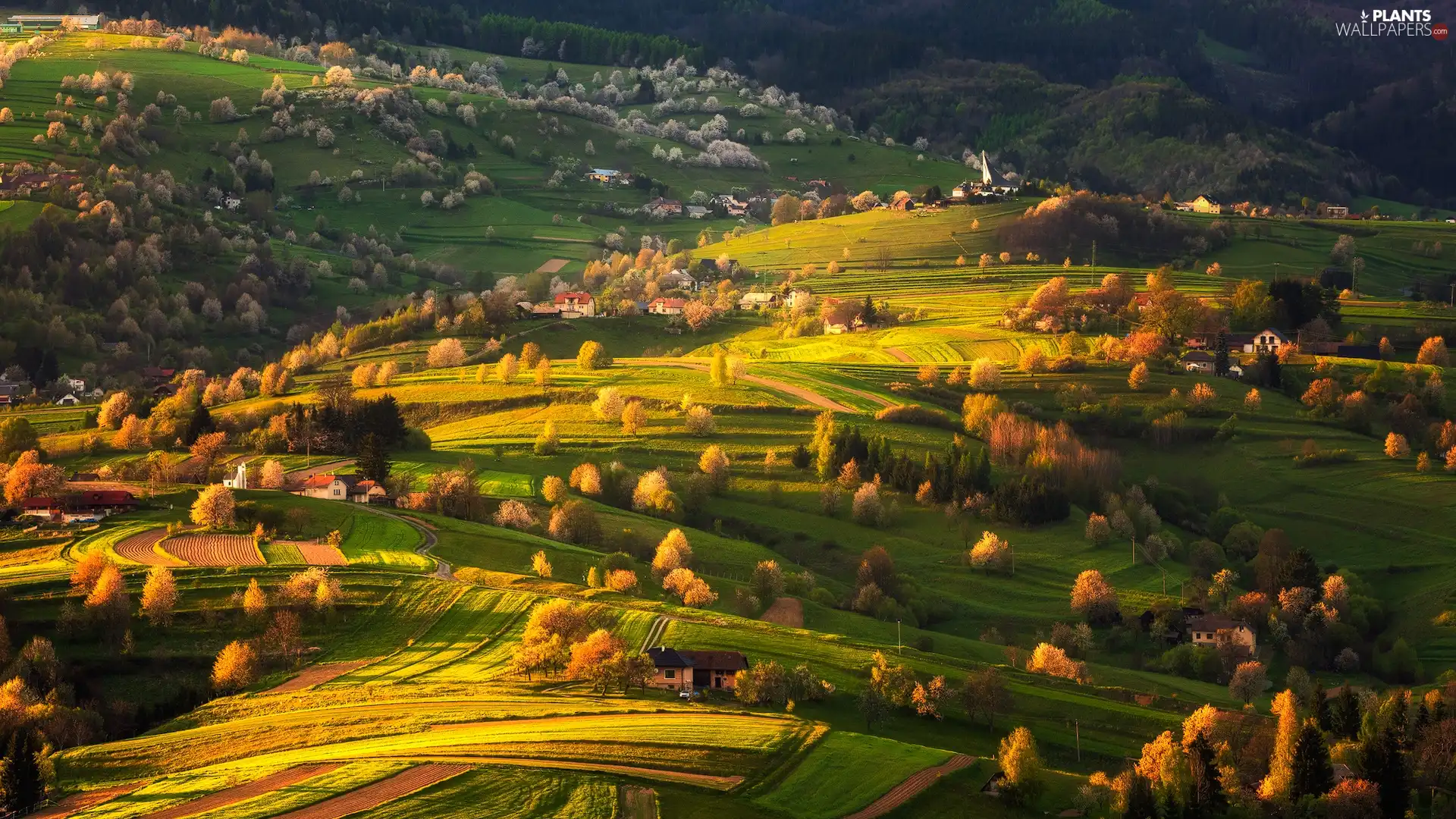 field, The Hills, viewes, Houses, trees, medows