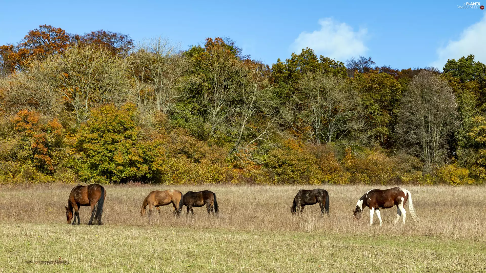 bloodstock, five, trees, viewes, Meadow, horses