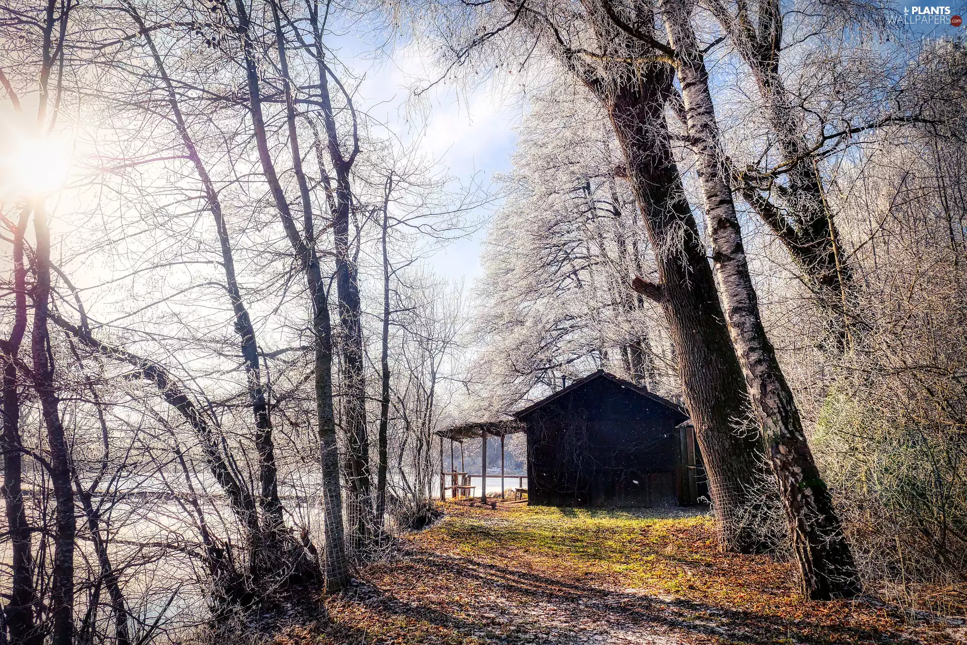 trees, viewes, house, frosty, lake
