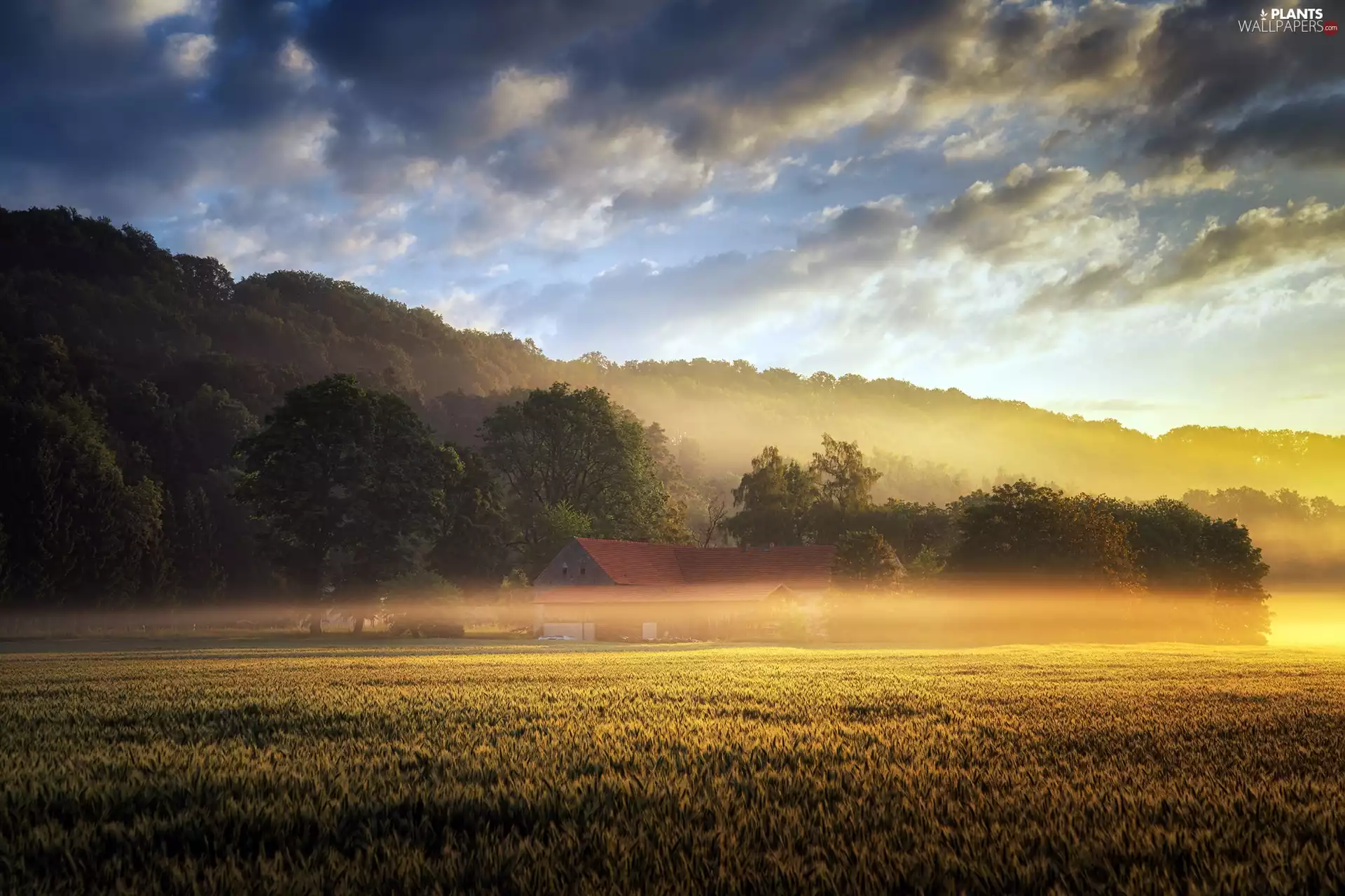 dawn, Field, trees, viewes, Fog, house