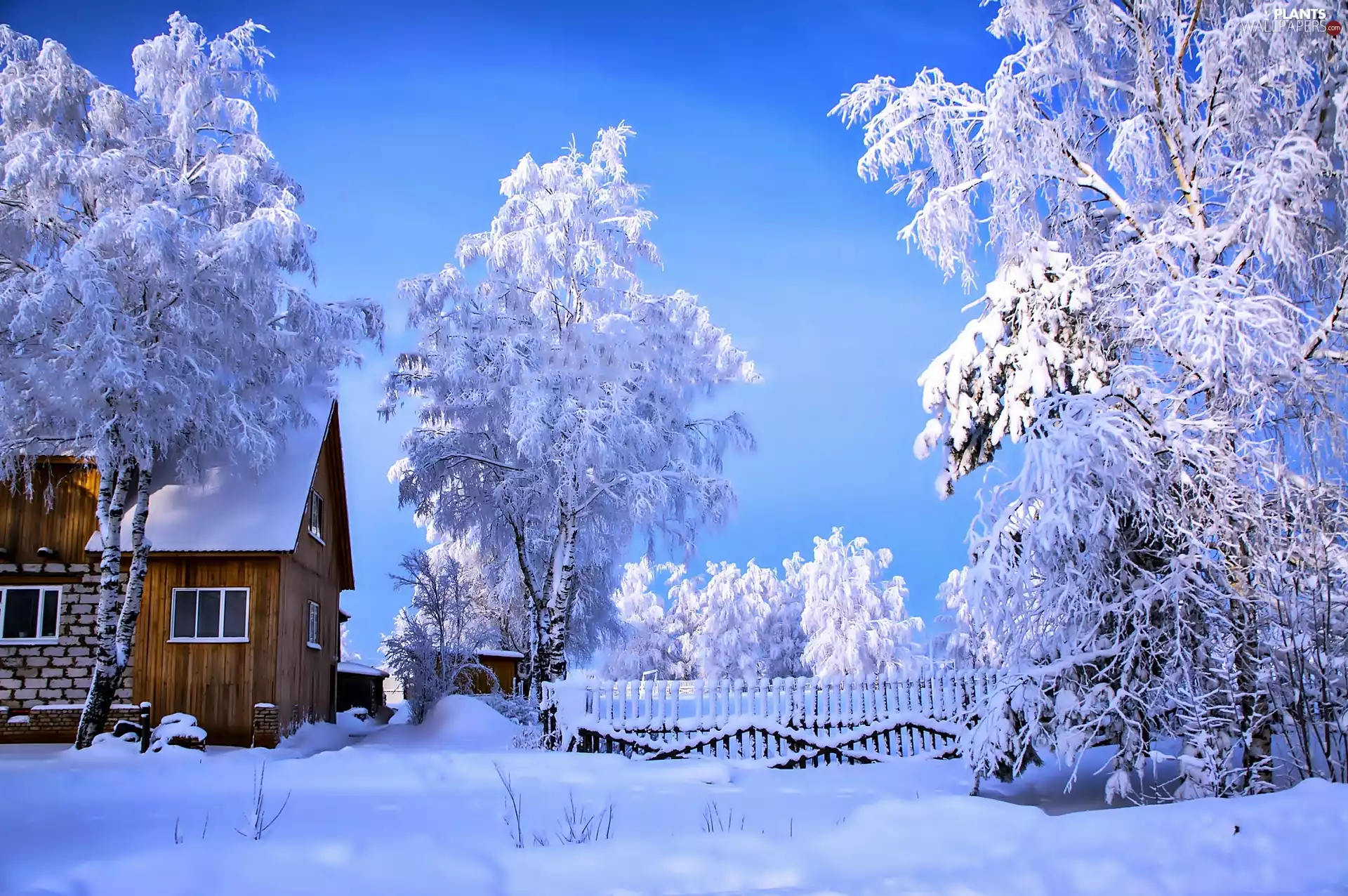 trees, viewes, house, Snowy, winter