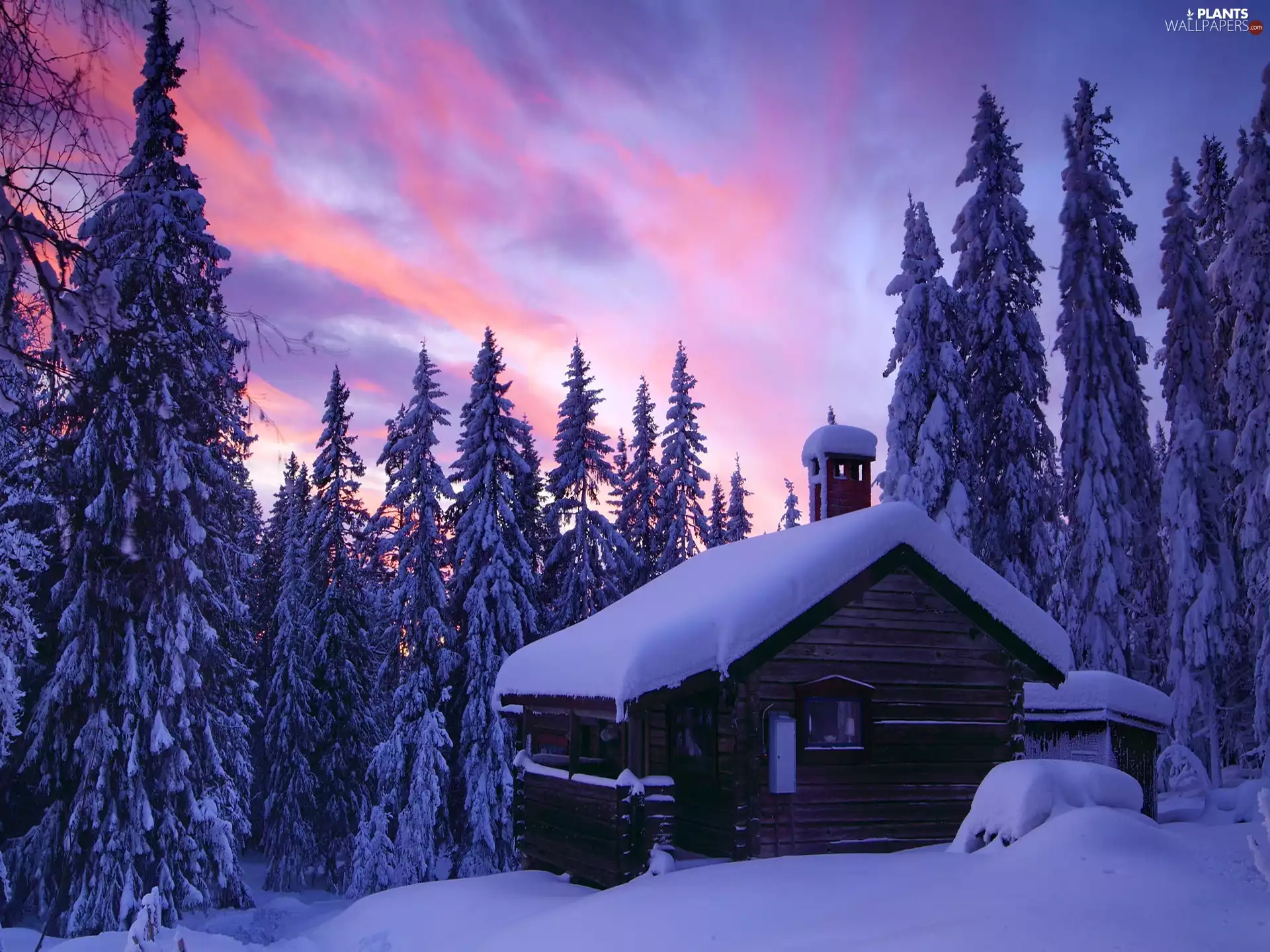 trees, viewes, house, Snowy, winter