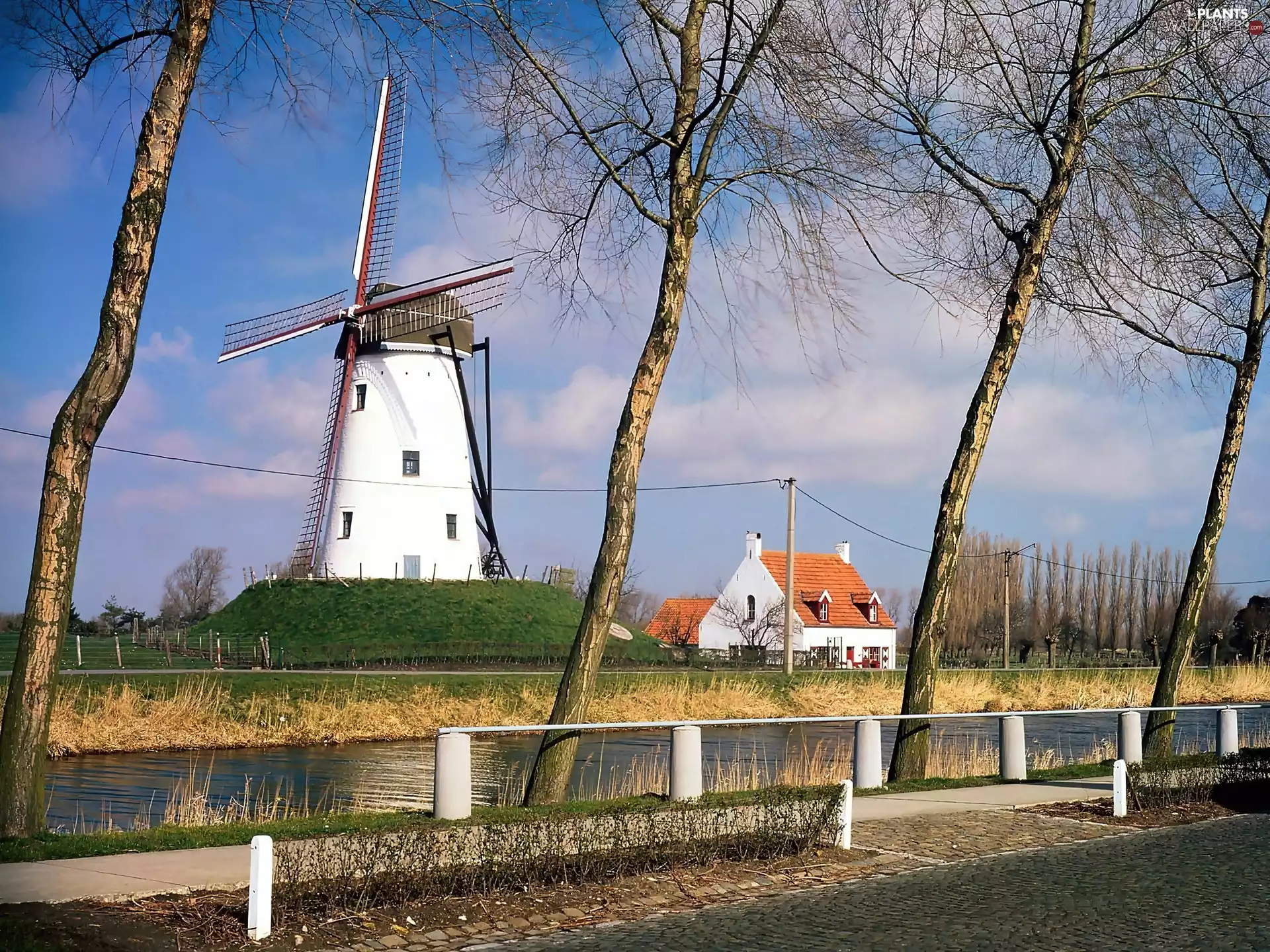trees, viewes, Houses, River, Windmill
