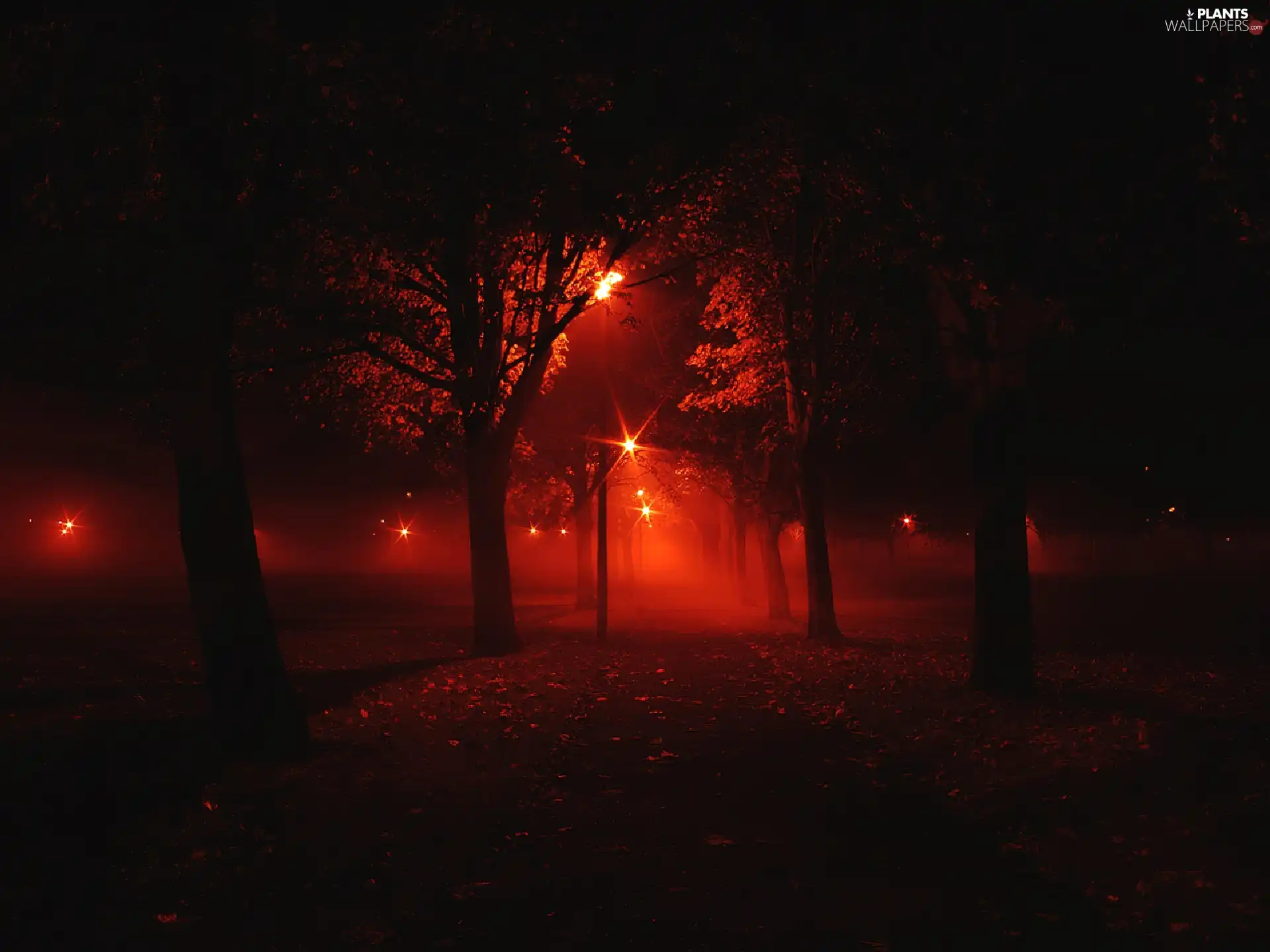 illuminated, trees, viewes, lane