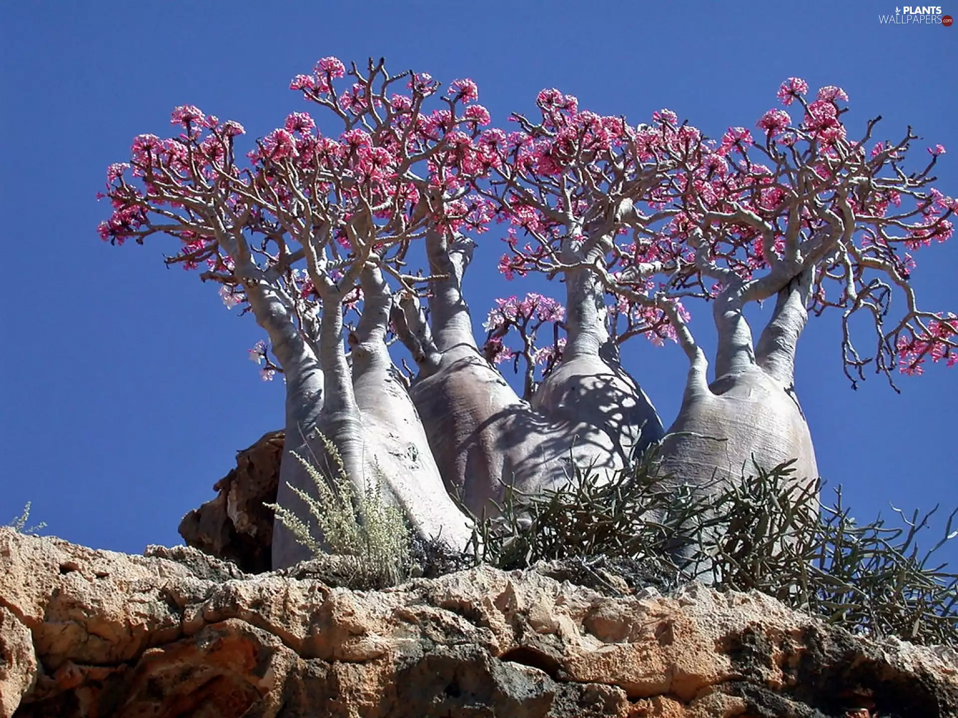 Bottles, trees, Island, viewes, rocks, Yemen, Socotra