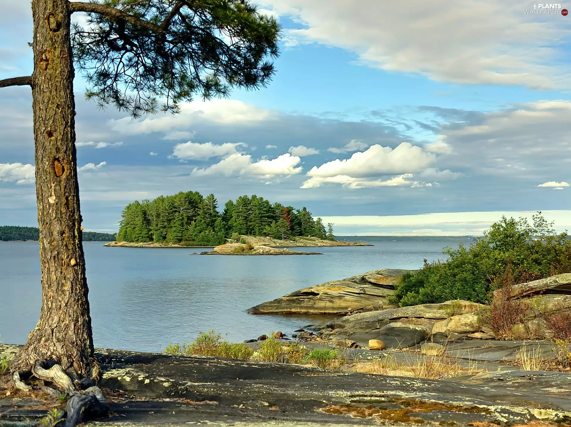 trees, viewes, Islet, clouds, lake