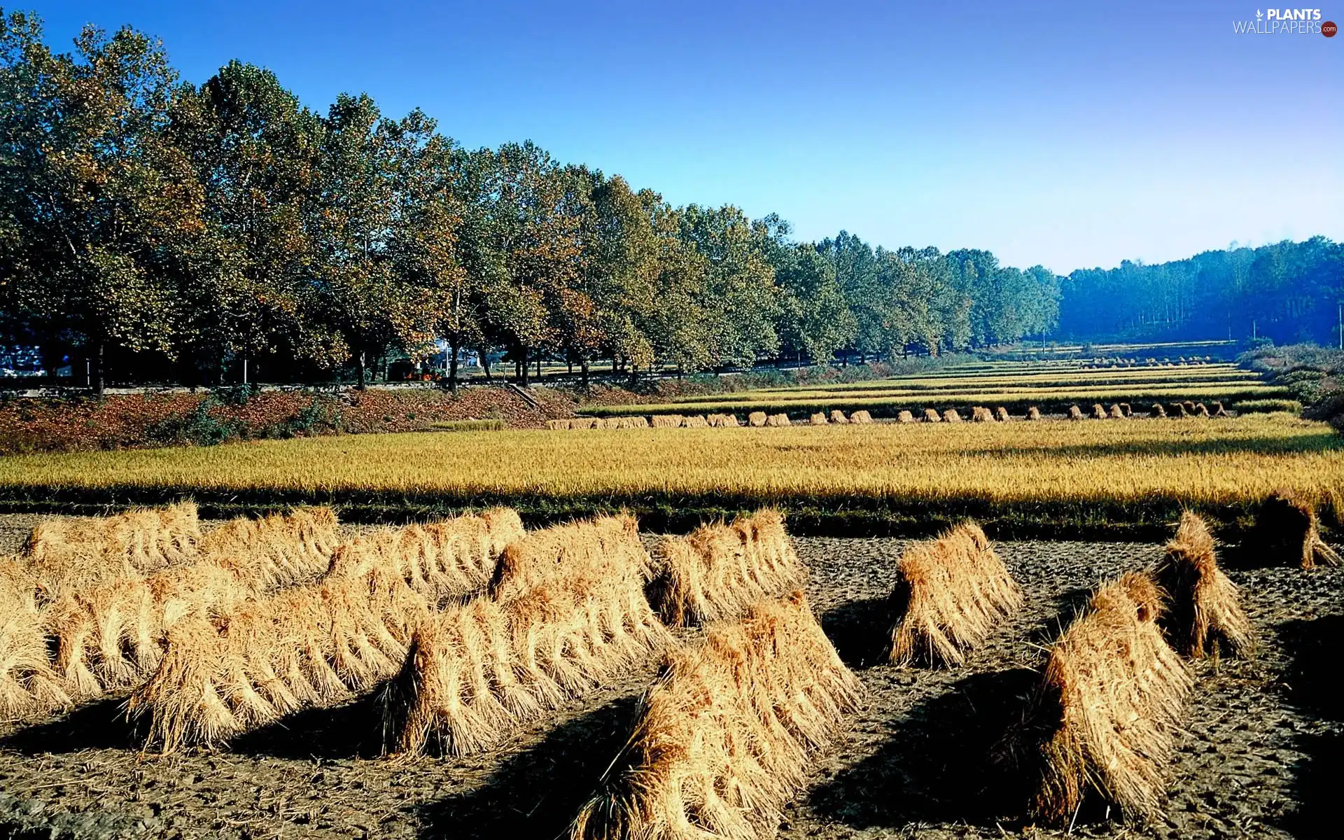 viewes, Korea, cereals, trees, cultivation