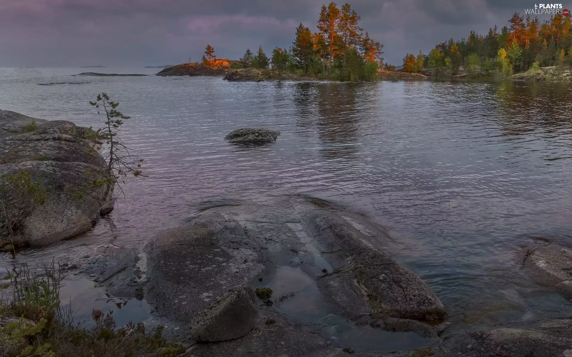 Yellowed, Lake Ladoga, viewes, Russia, trees, rocks