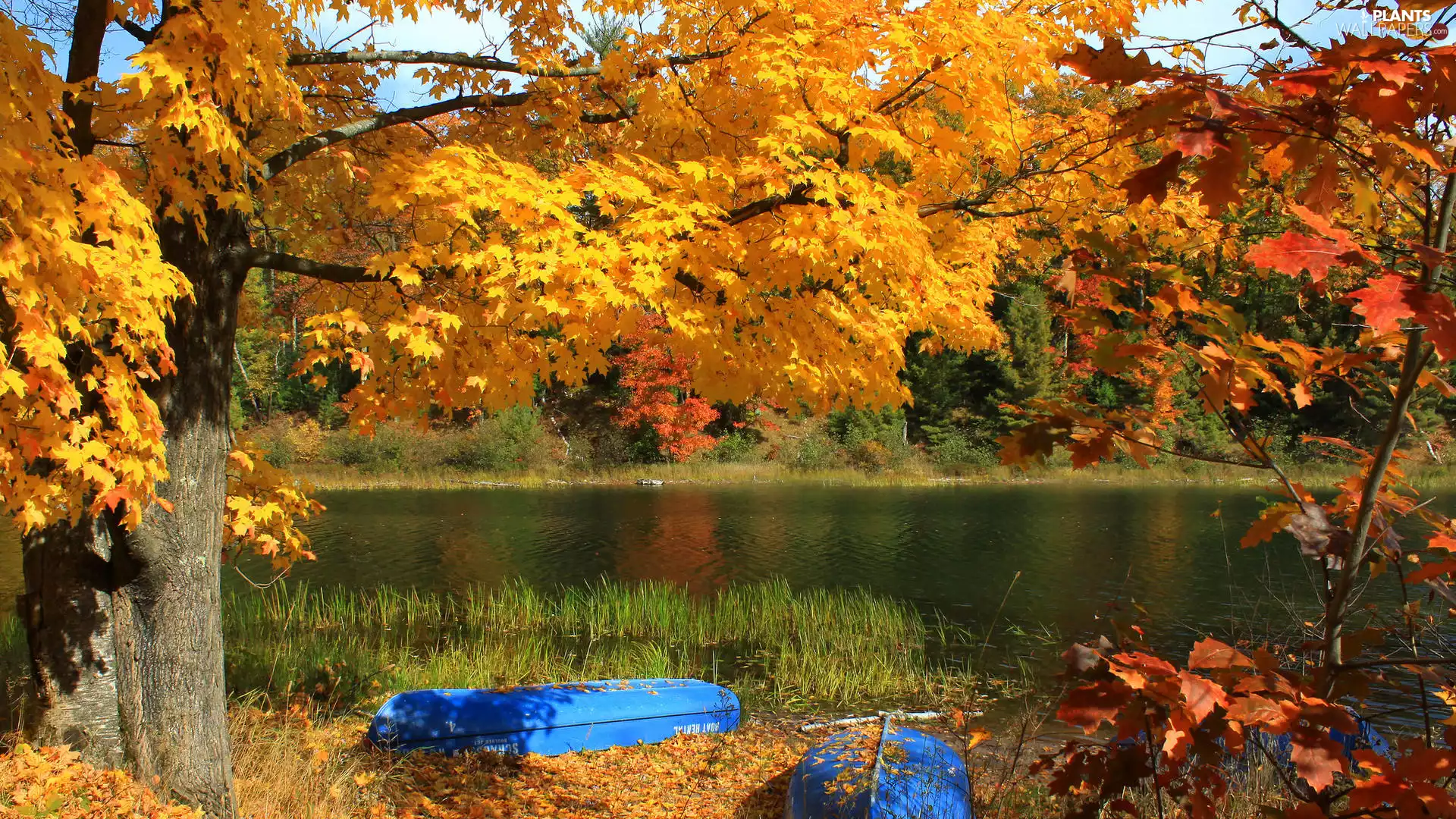 trees, viewes, lake, boats, autumn