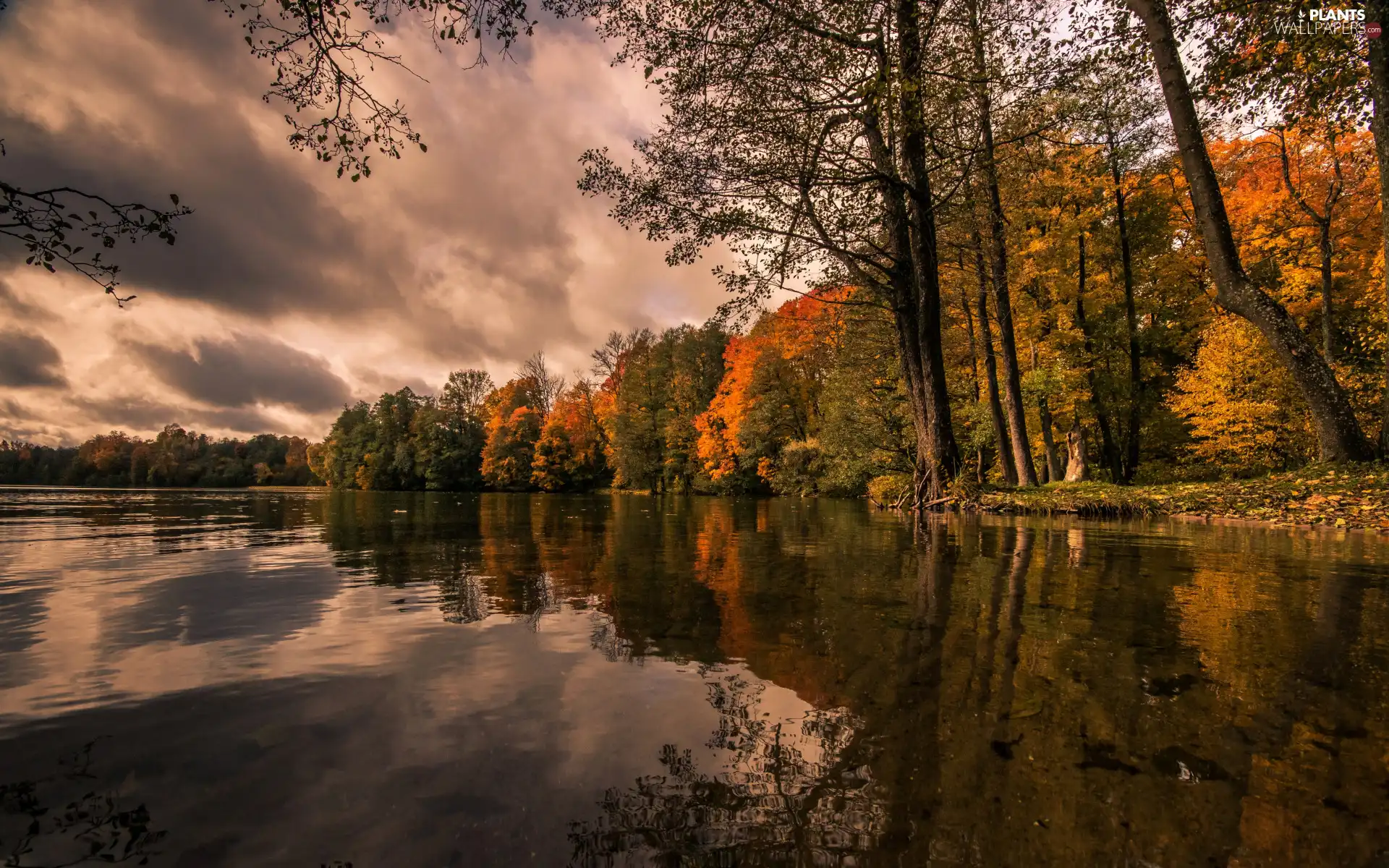 trees, viewes, lake, clouds, autumn
