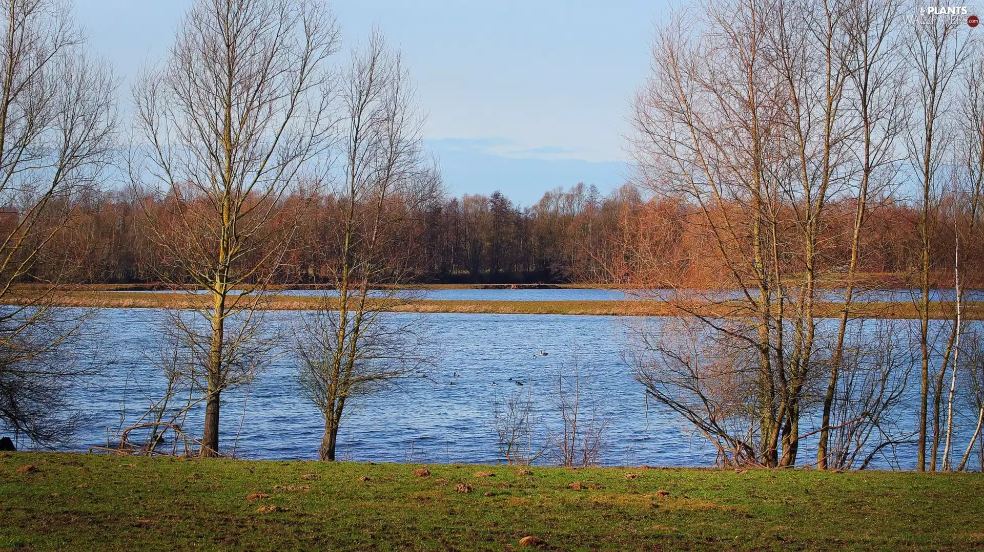trees, viewes, lake, leafless, autumn