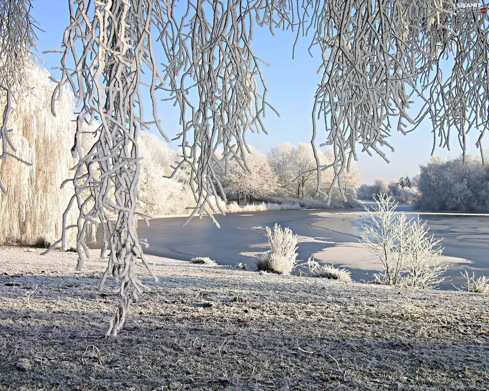 trees, viewes, lake, White, Frost