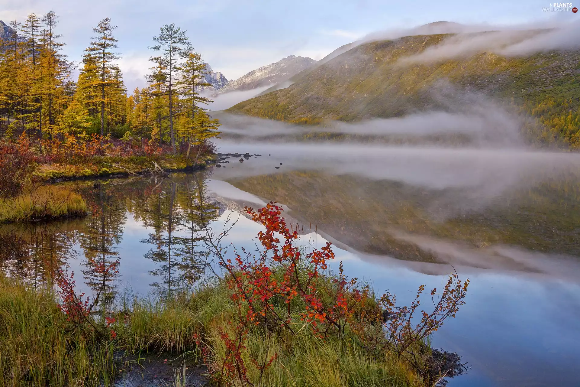 trees, viewes, lake, Fog, Mountains
