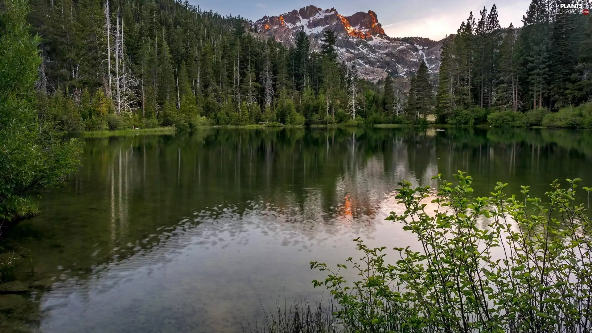trees, viewes, lake, VEGETATION, Mountains