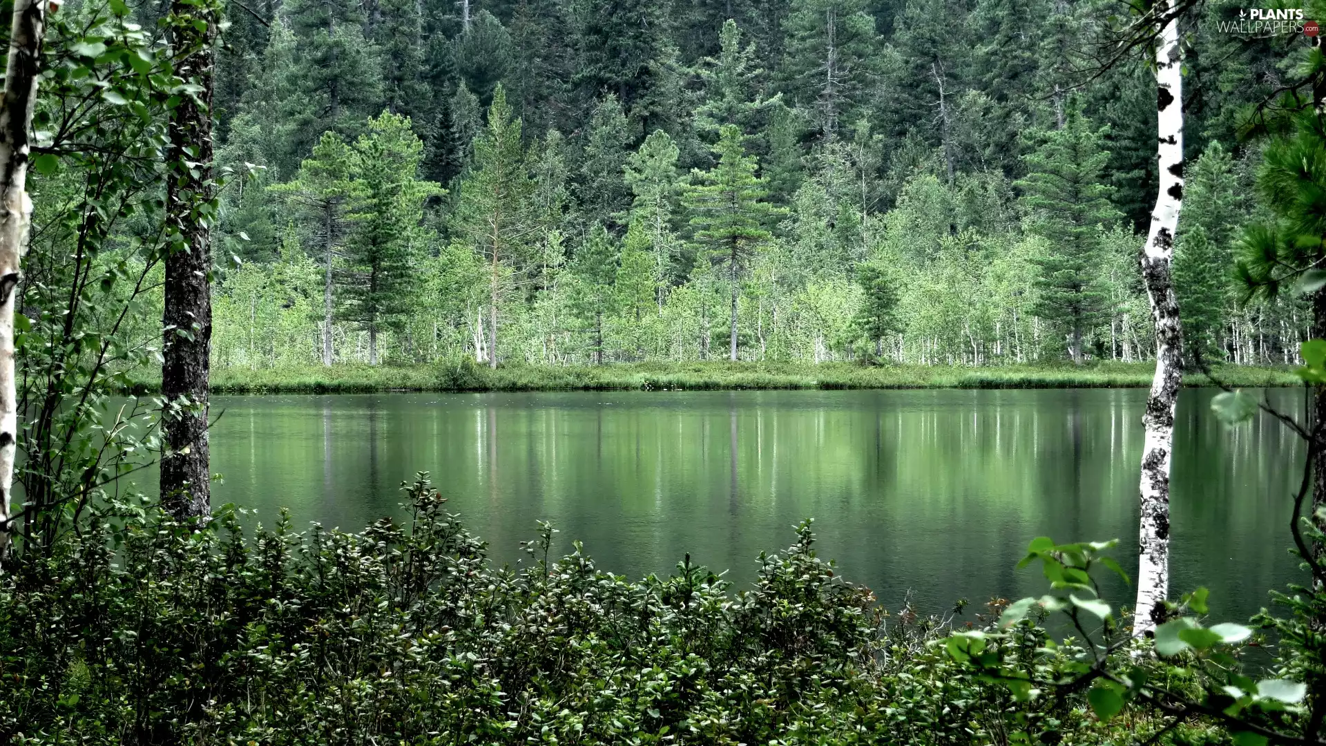 green ones, lake, viewes, birch, trees, forest