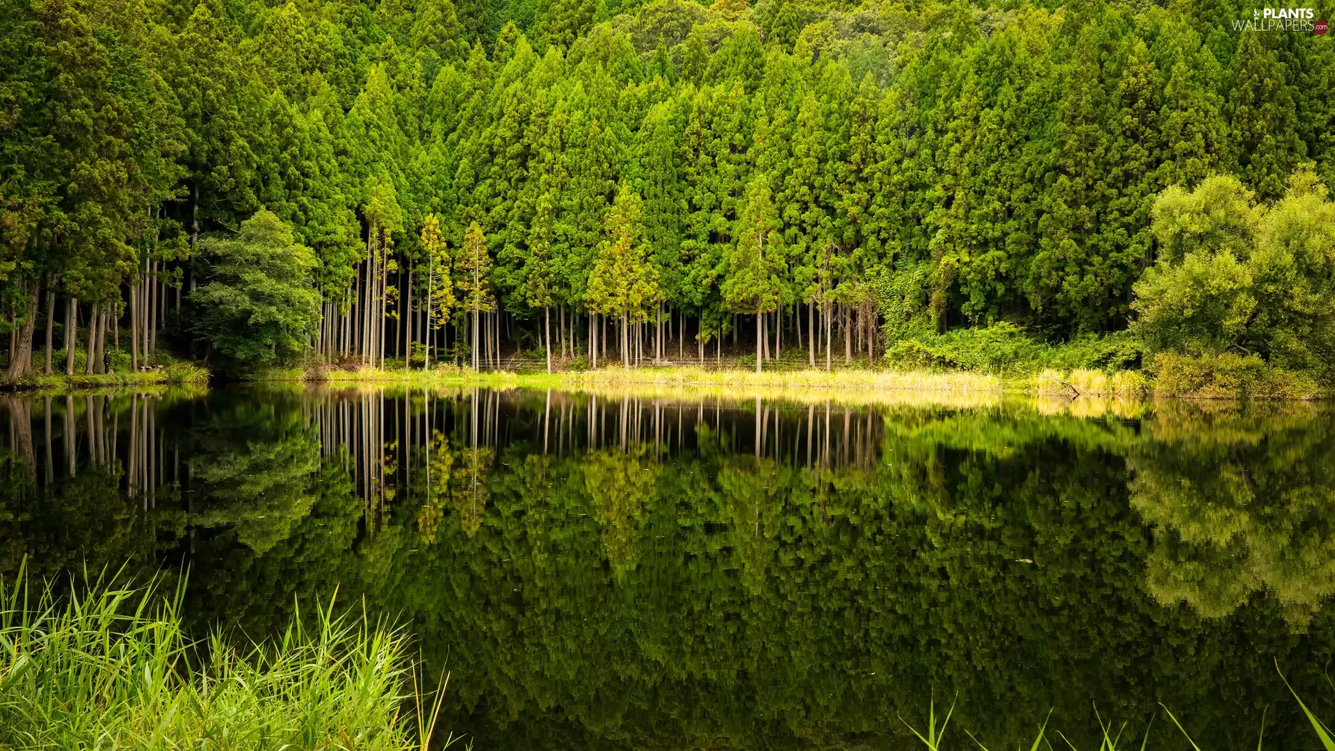 green ones, lake, viewes, reflection, trees, forest