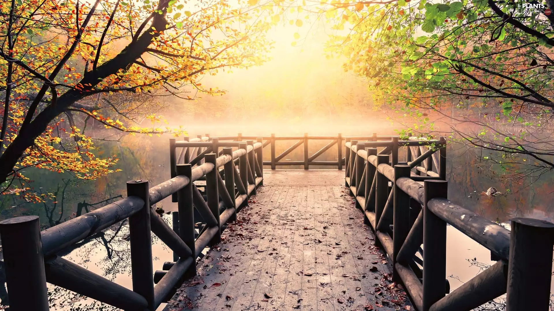 trees, viewes, lake, autumn, Platform