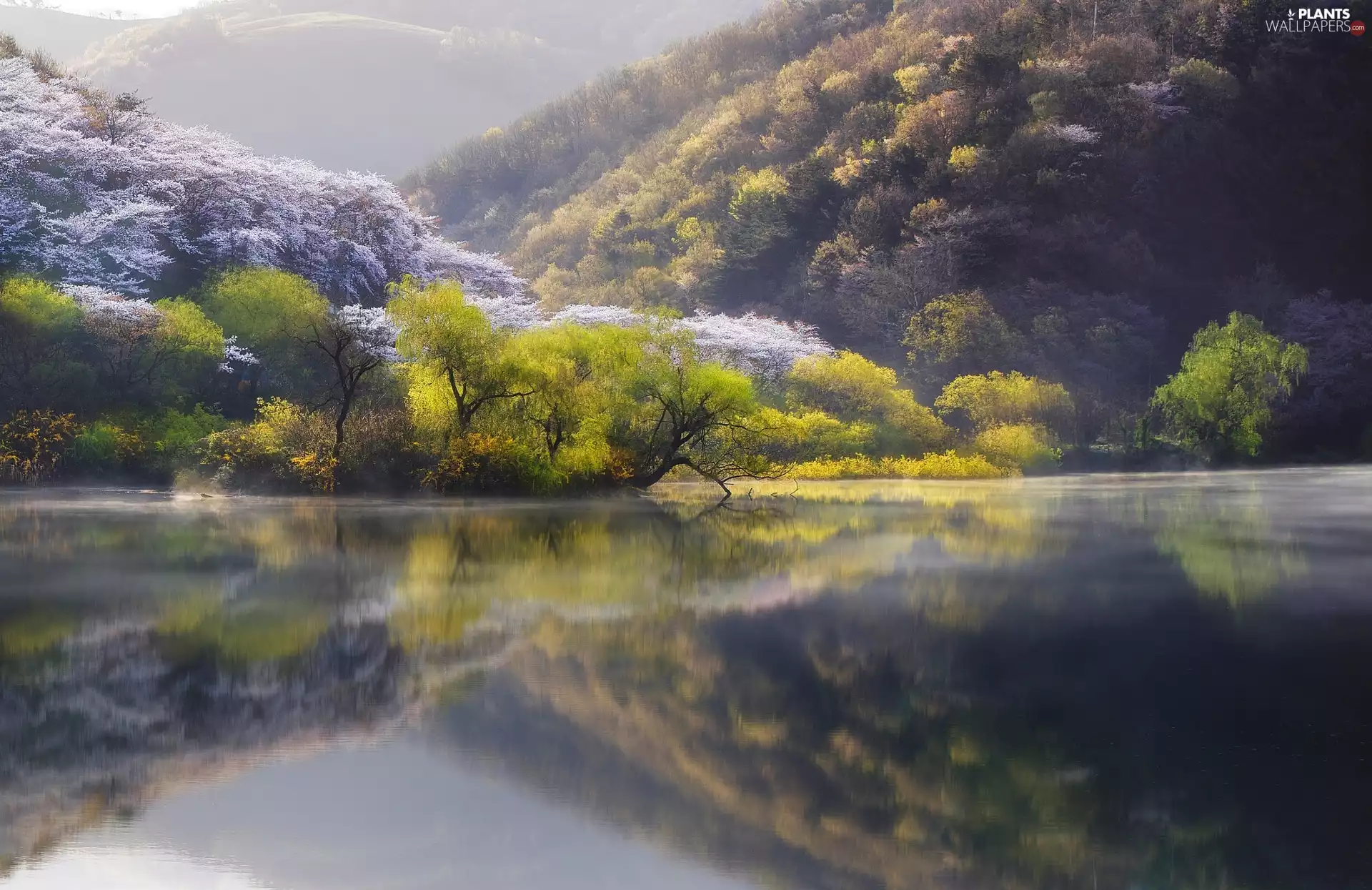 trees, viewes, lake, forest, Spring