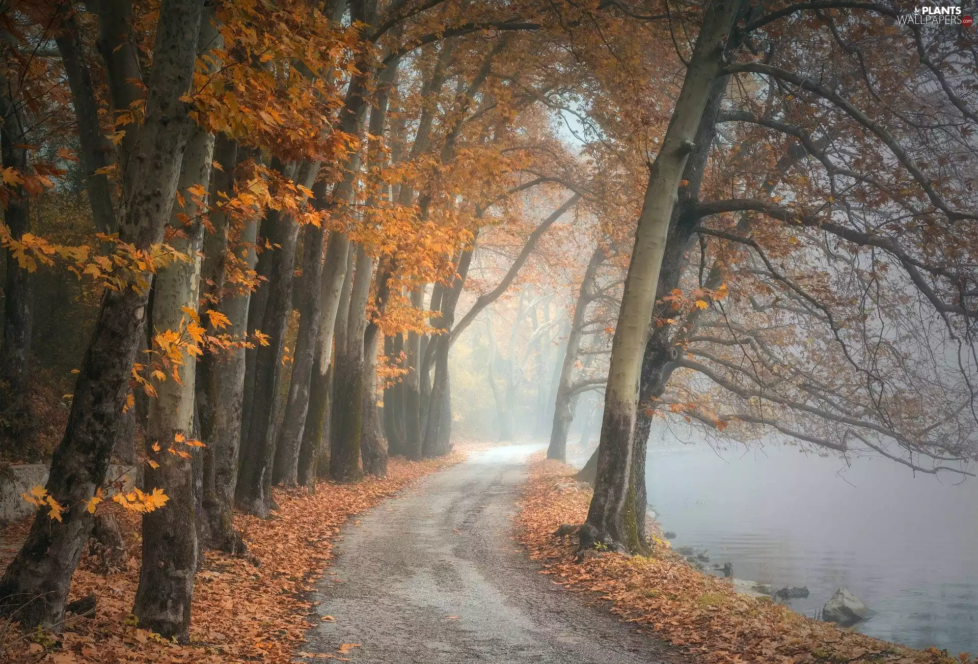 Leaf, trees, lake, viewes, autumn, Way, Fog