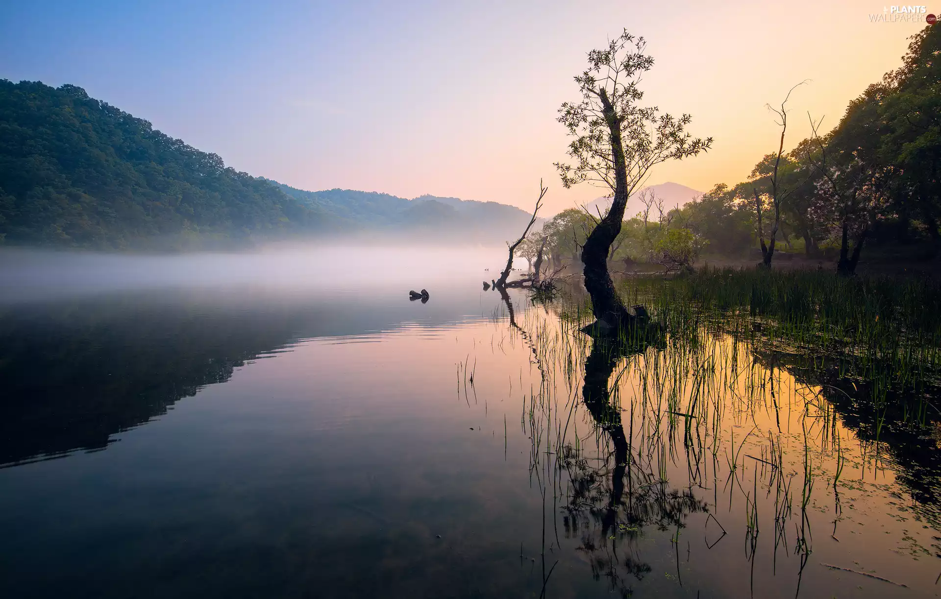 grass, Mountains, trees, viewes, Fog, lake