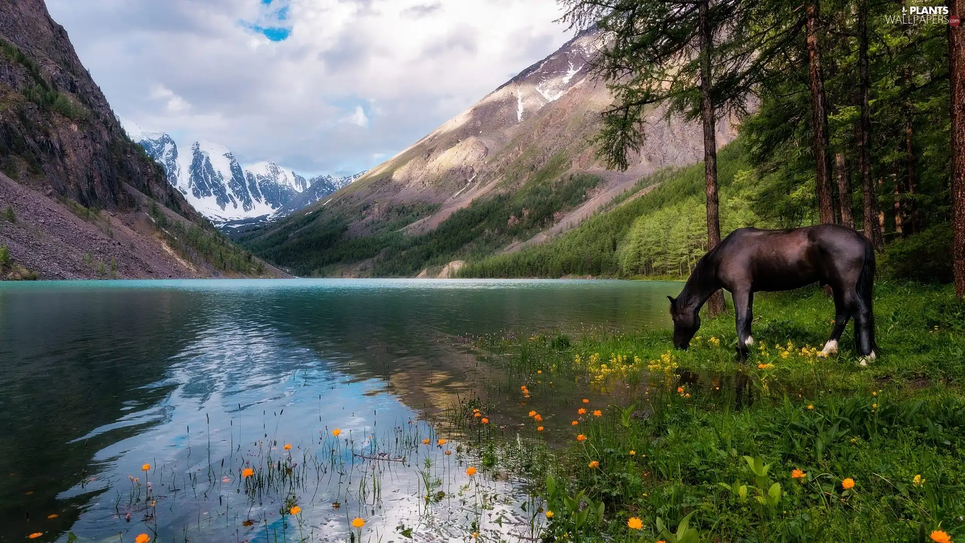 Horse, Mountains, trees, viewes, Flowers, lake