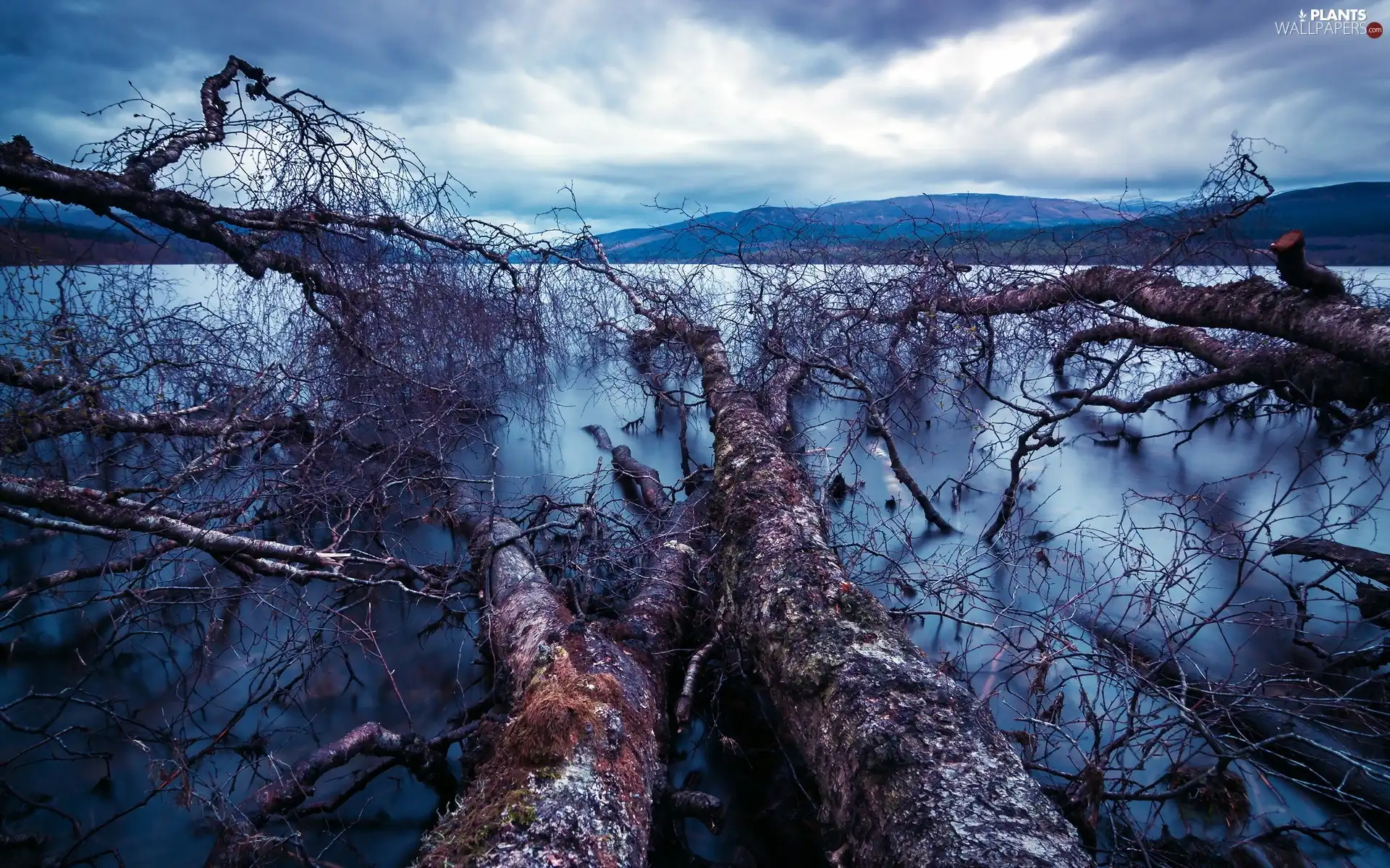 lake, trees, viewes, overturned