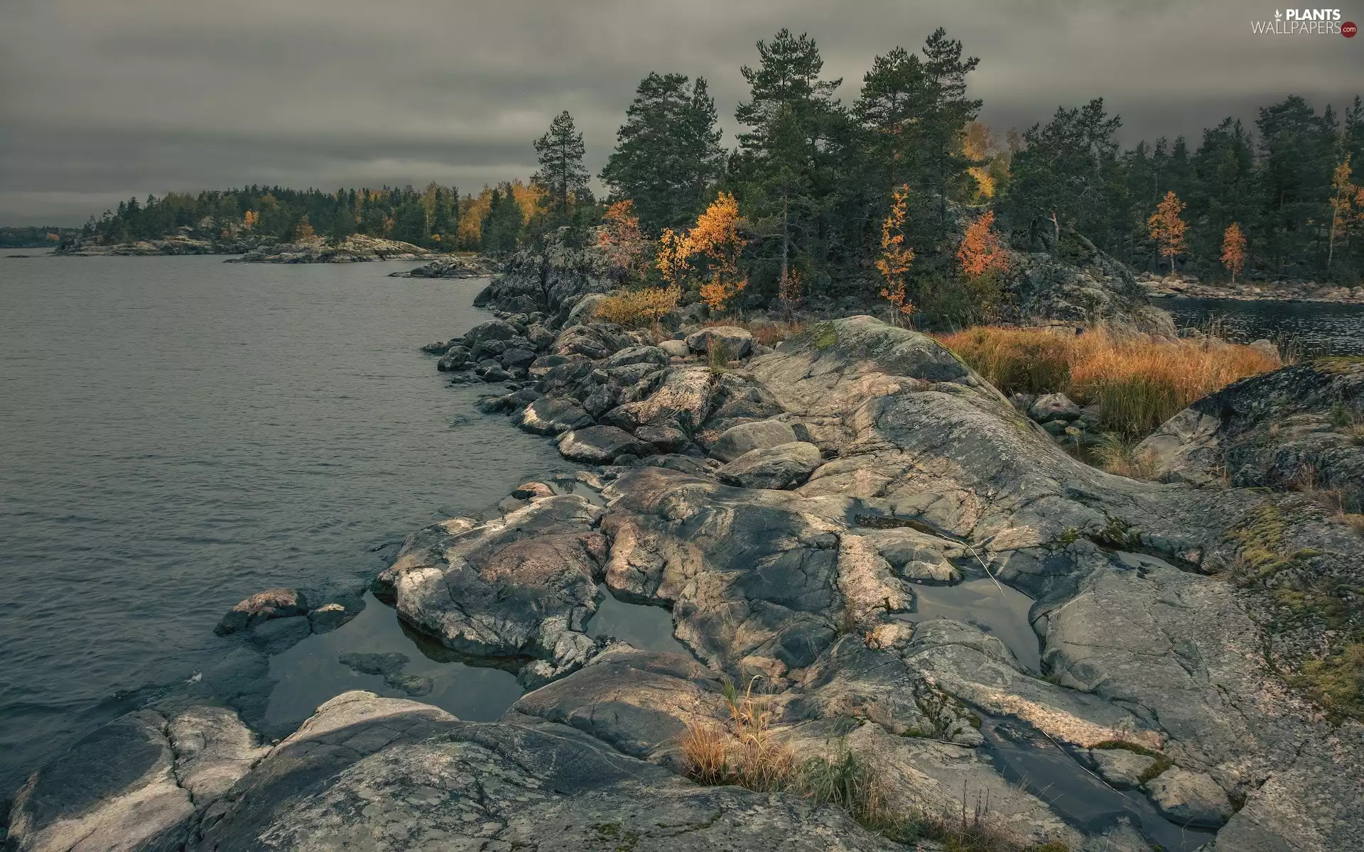 viewes, pine, Russia, rocks, grass, trees, Lake Ladoga, Tufts