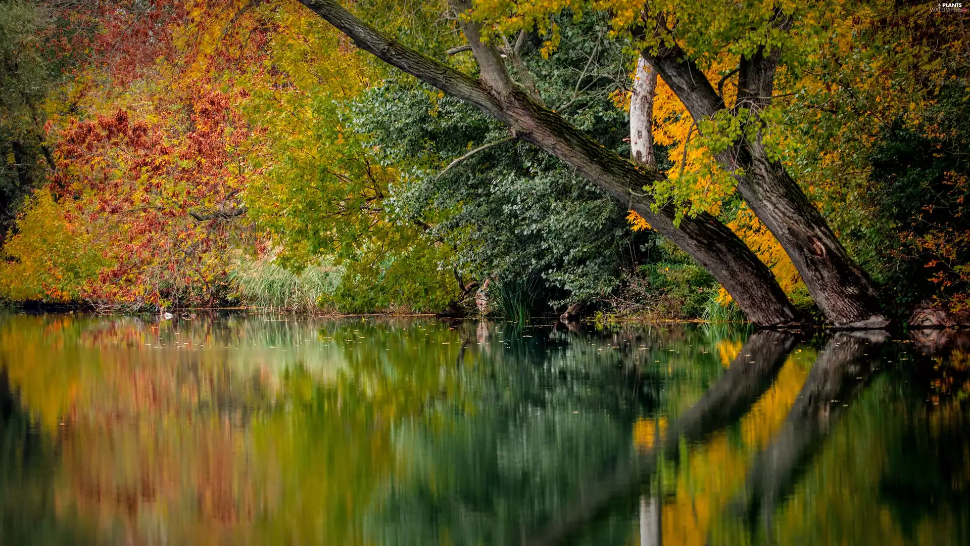 color, trees, lake, viewes, autumn, Leaf, reflection