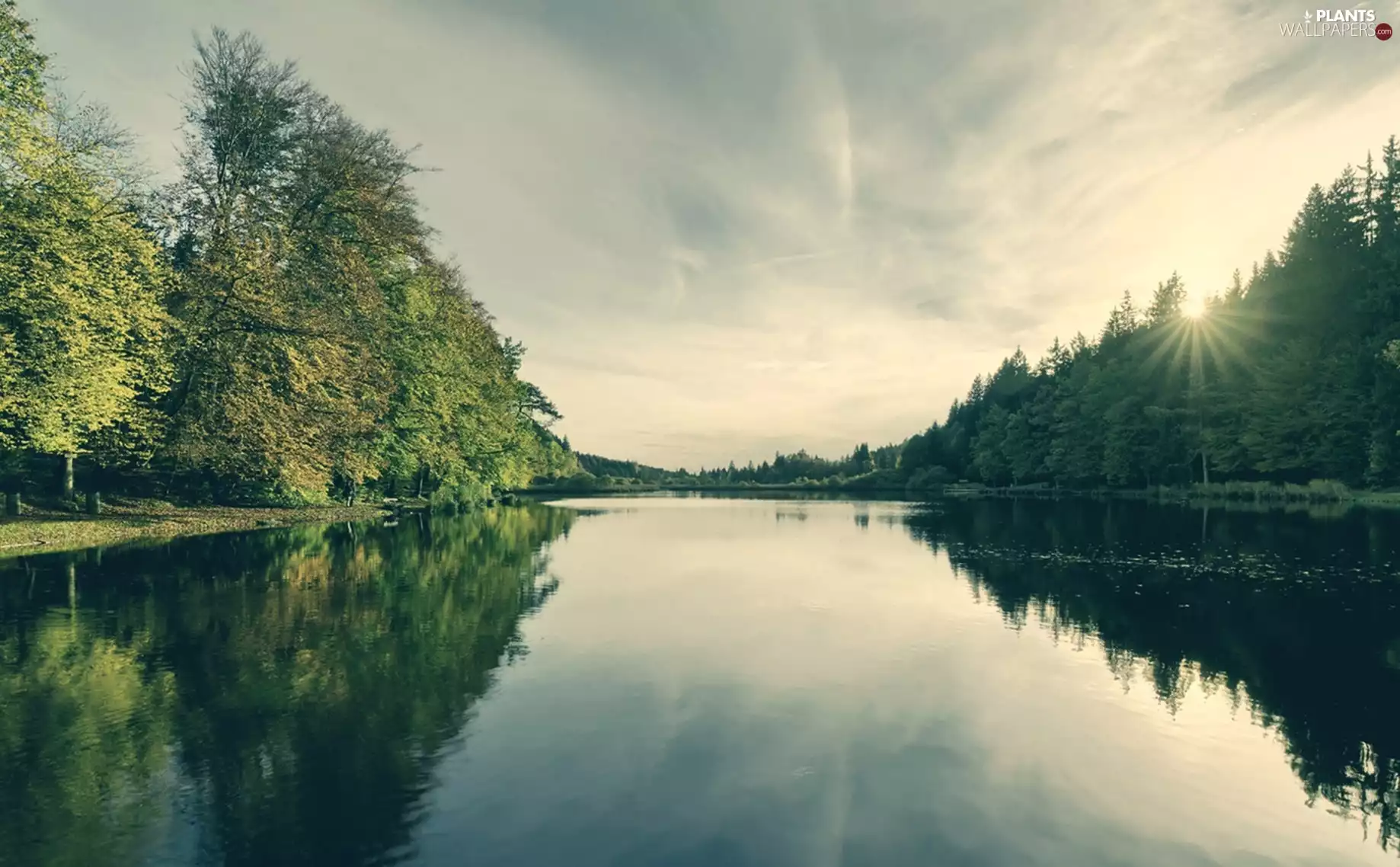 trees, viewes, lake, Sky, water