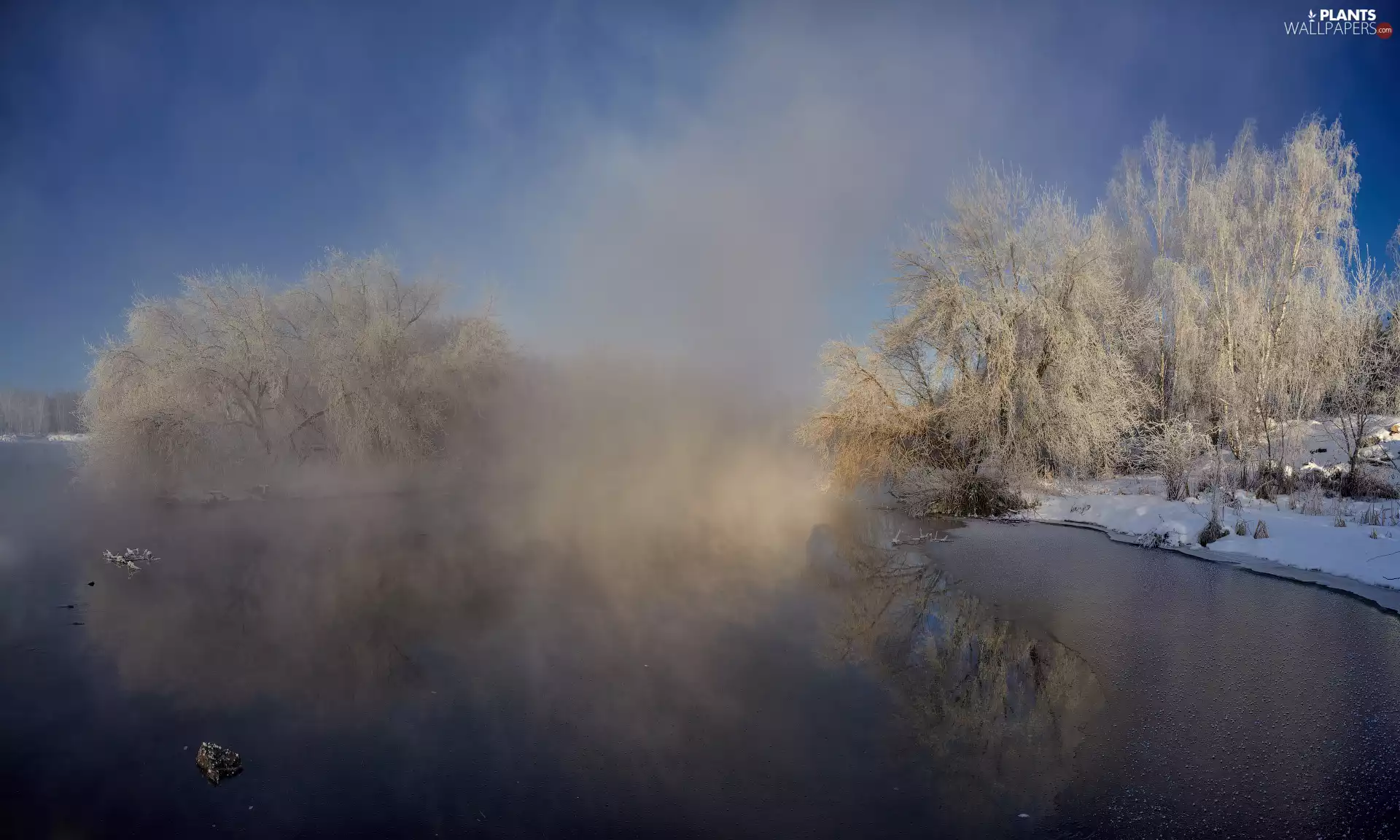 trees, viewes, lake, Fog, winter