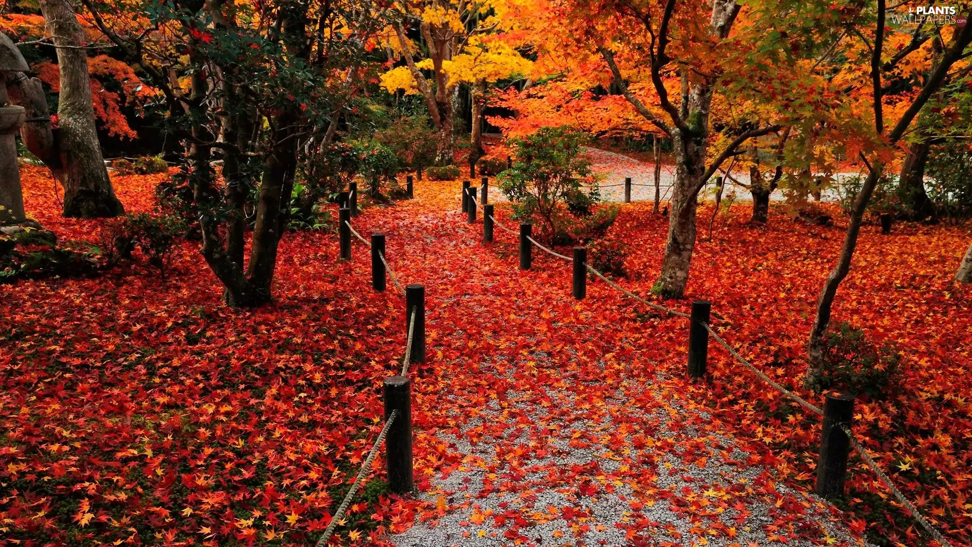 trees, viewes, lane, Leaf, Park