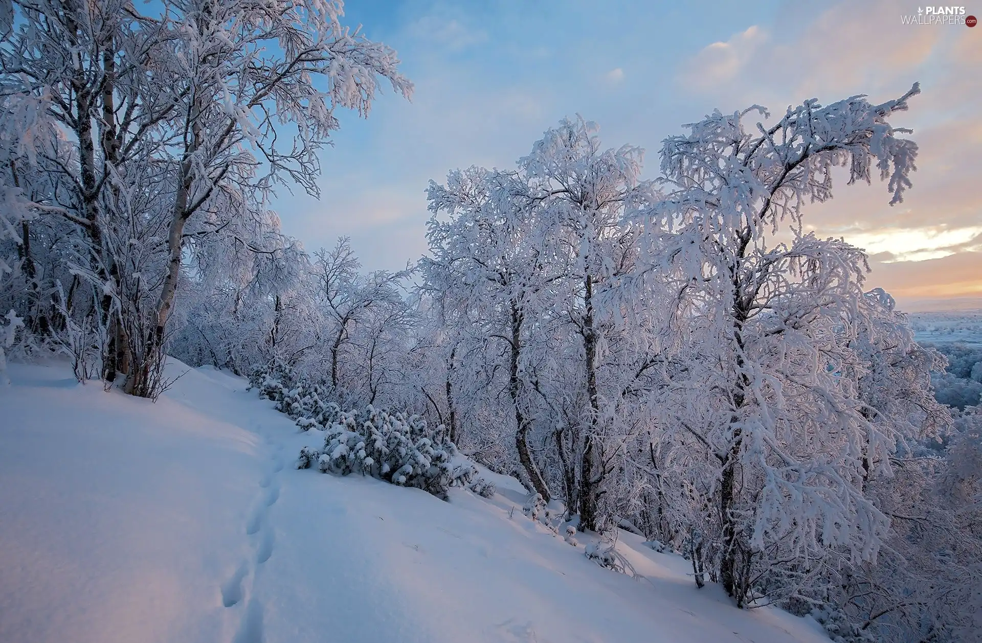 winter, Finland, trees, viewes, Snowy, Lapland