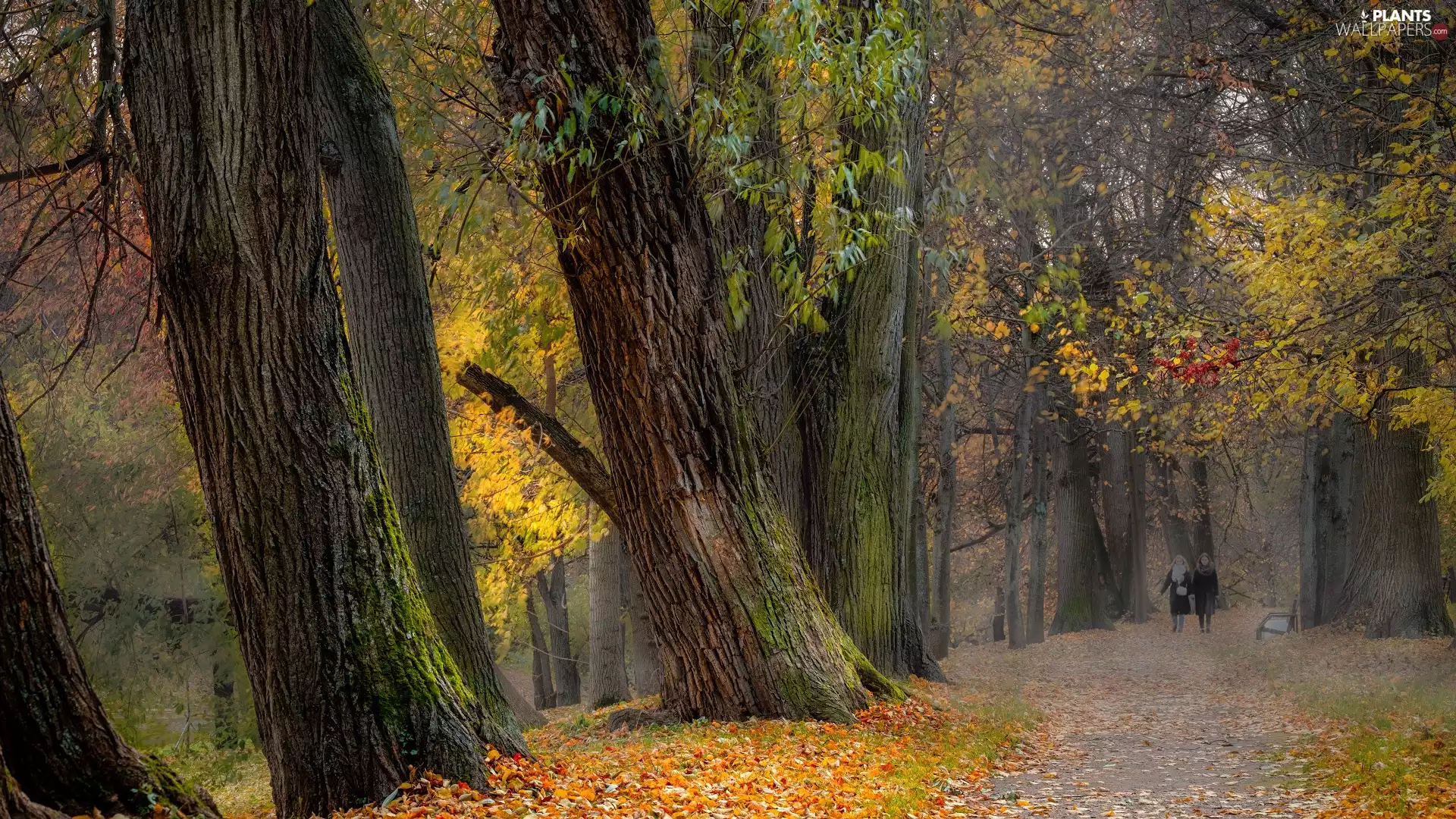 Womens, lane, Leaf, trees, Bench, Park, autumn, viewes