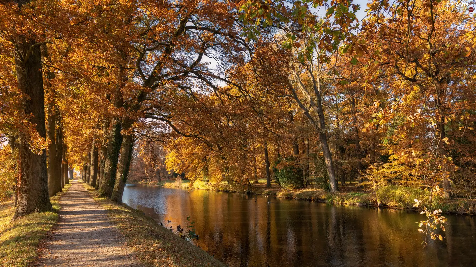 River, Path, Leaf, trees, Yellowed, Park, autumn, viewes