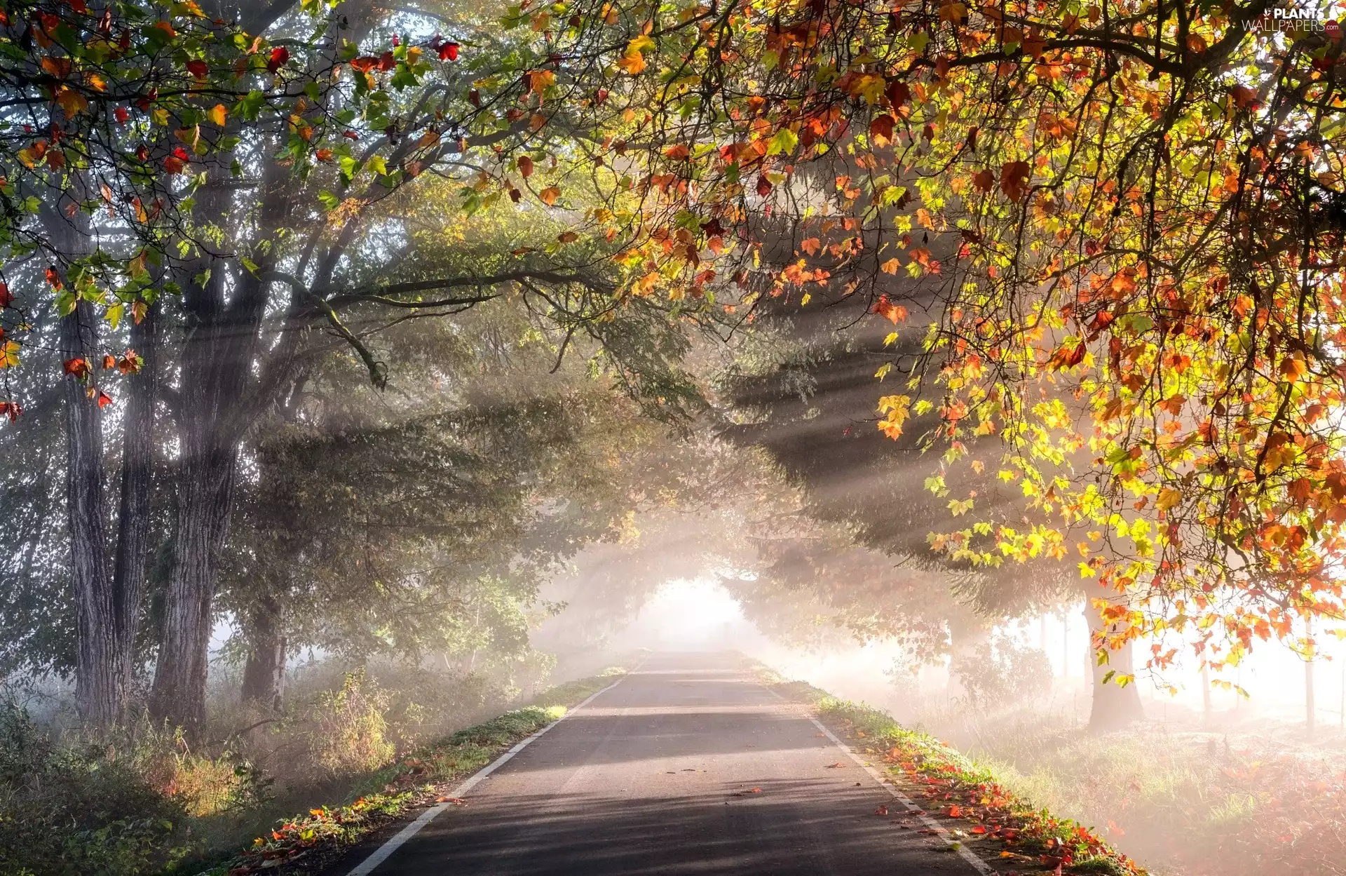 viewes, autumn, light breaking through sky, Leaf, Way, trees
