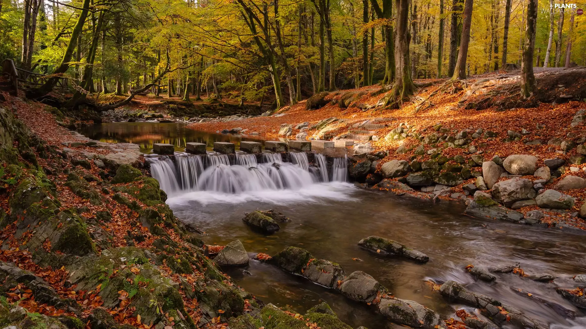 Knickpoint, Slopes, Leaf, trees, Stones, River, autumn, viewes