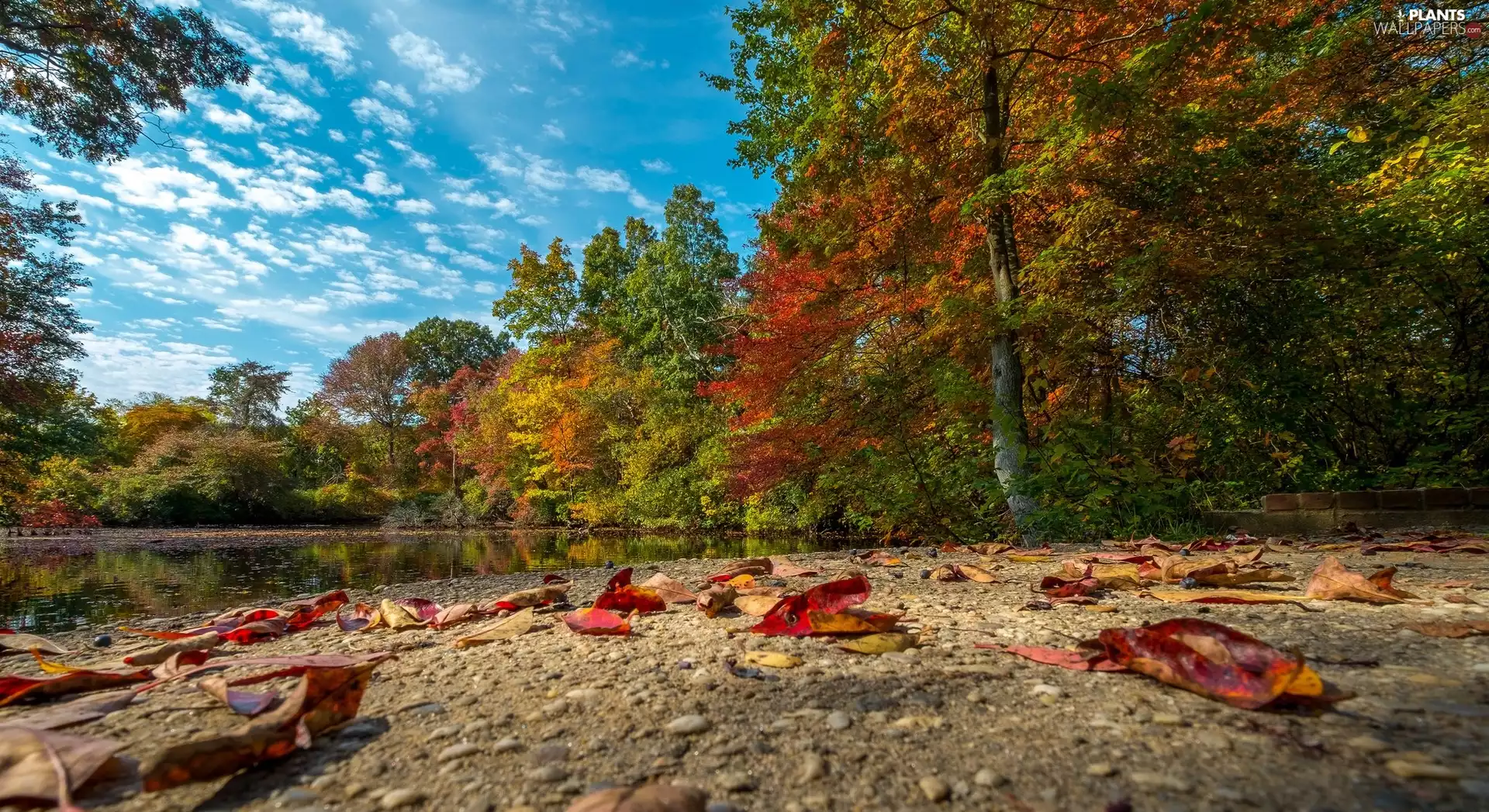 coast, Stones, Leaf, trees, scattered, River, autumn, viewes