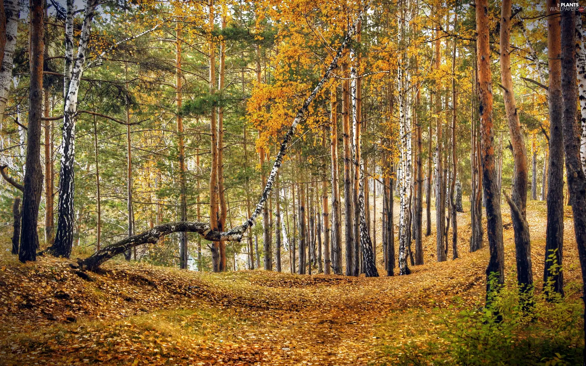 birch, trees, Leaf, viewes, forest, fallen, autumn
