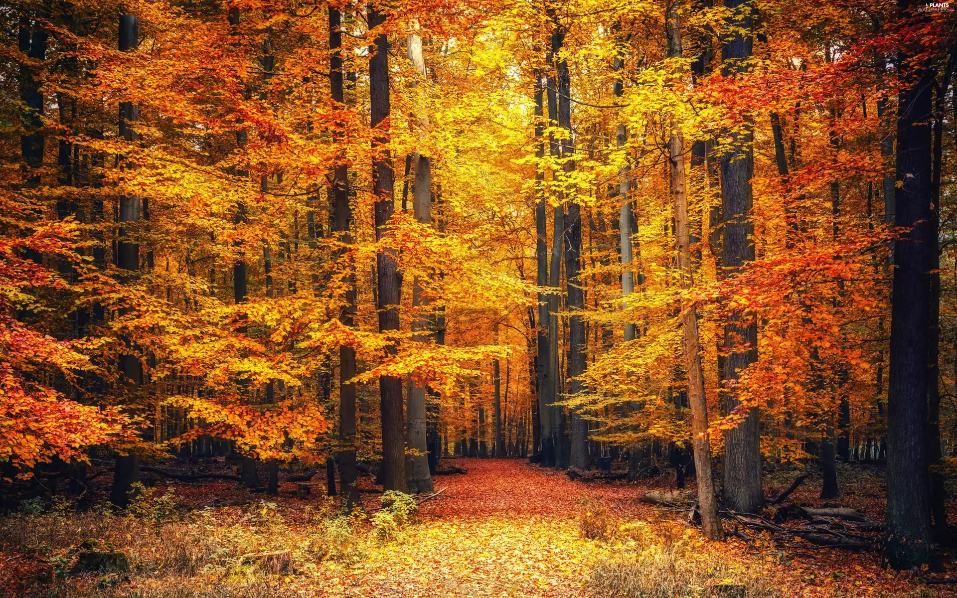 Way, trees, Leaf, viewes, forest, fallen, autumn