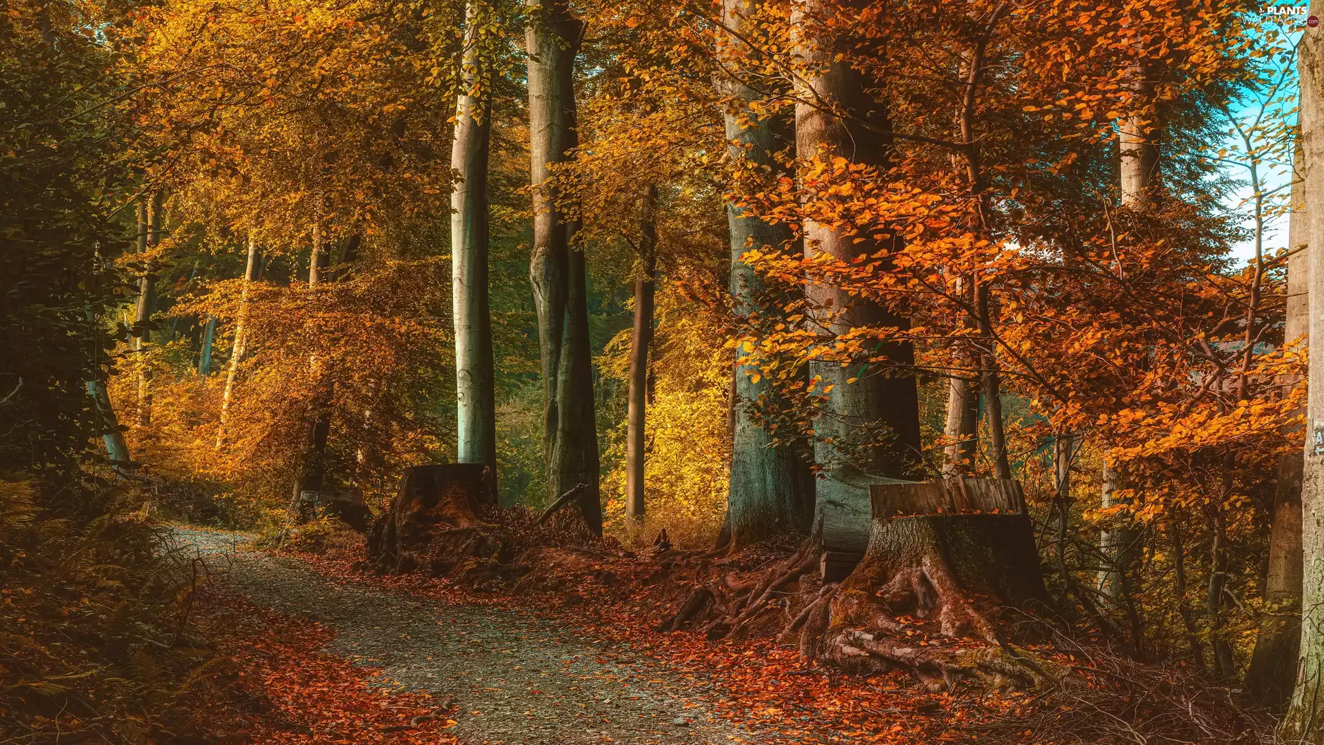 Path, trees, Leaf, viewes, forest, Stems, autumn